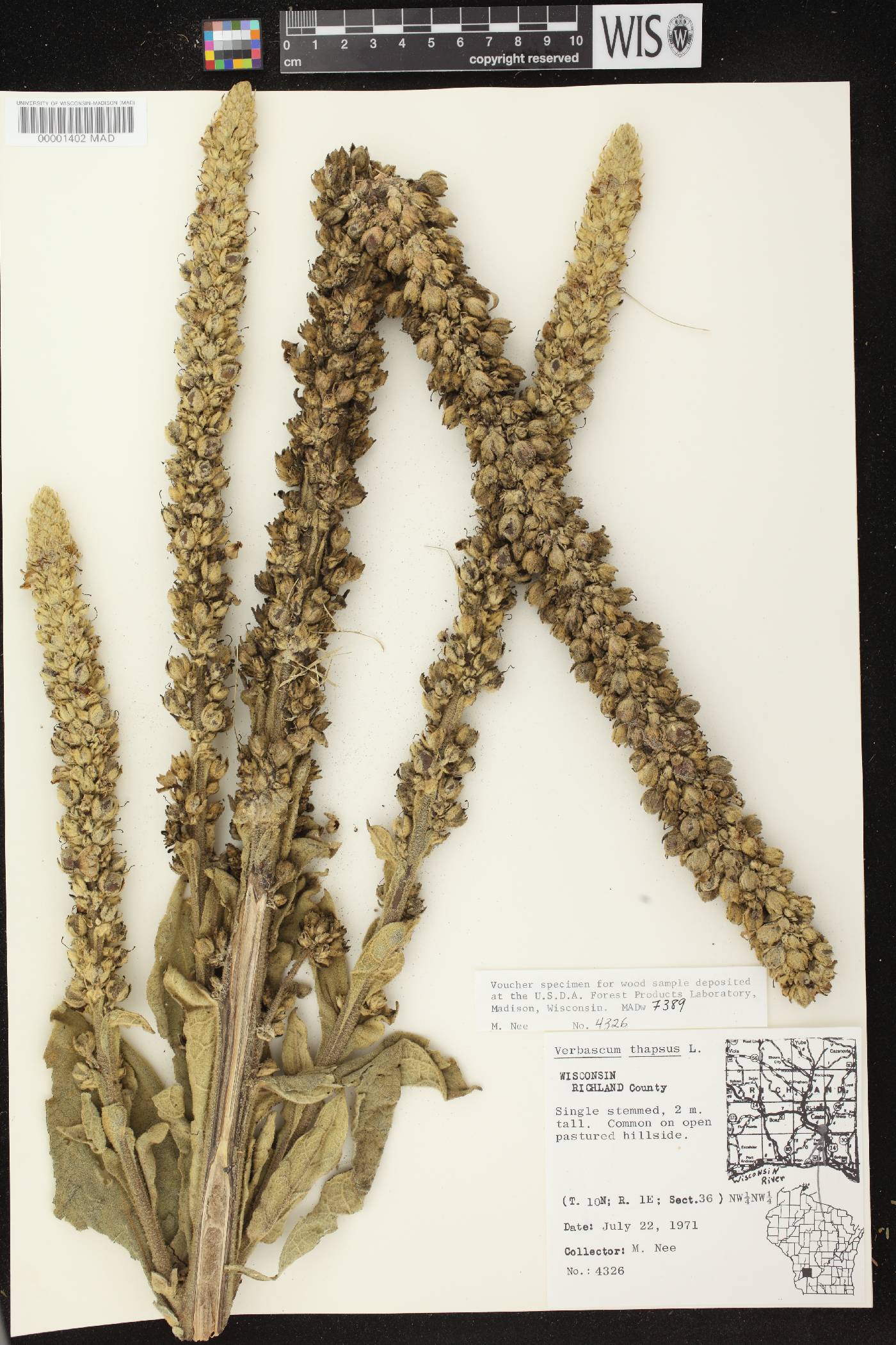 Verbascum thapsus image