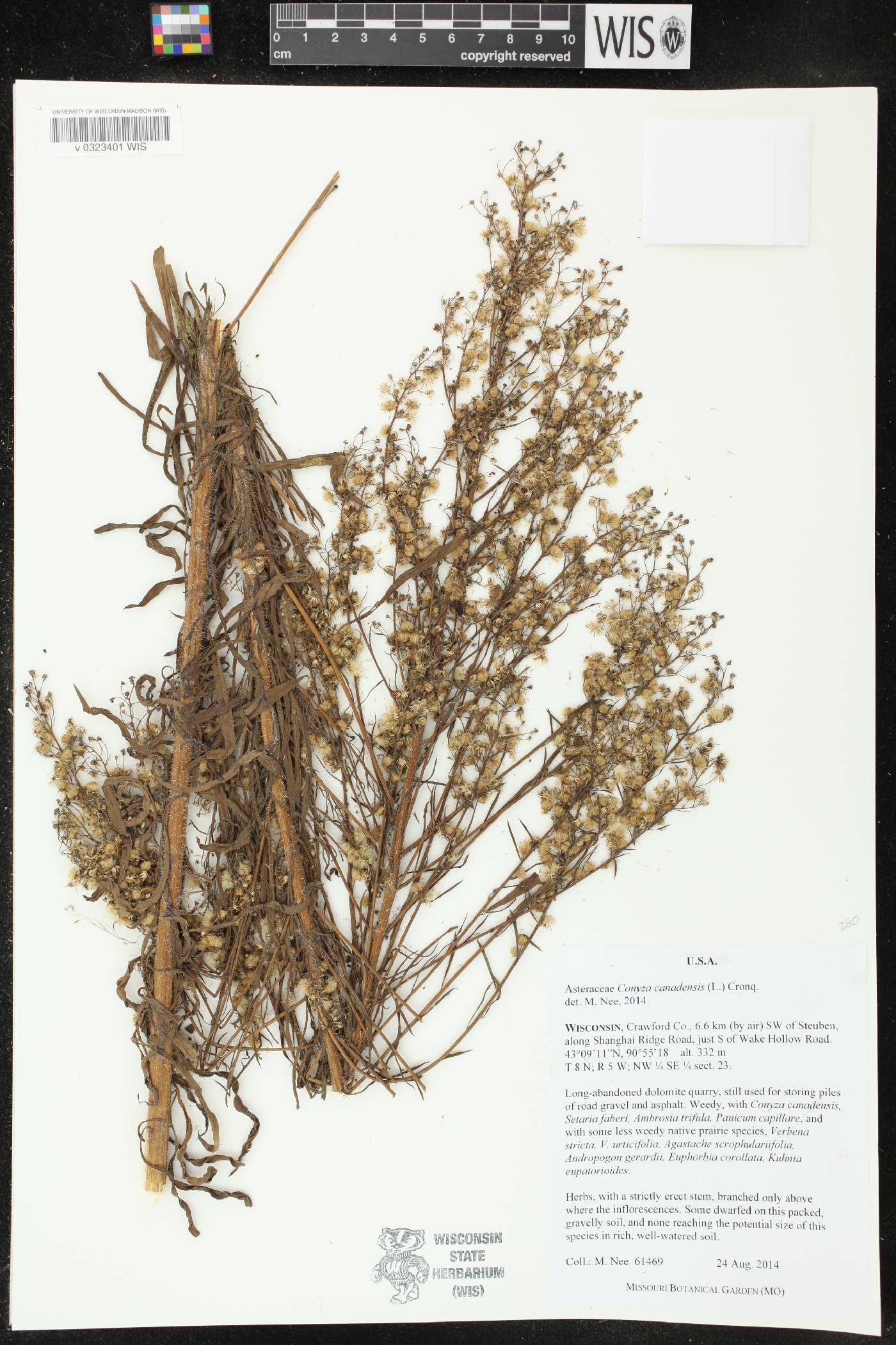 Conyza canadensis image