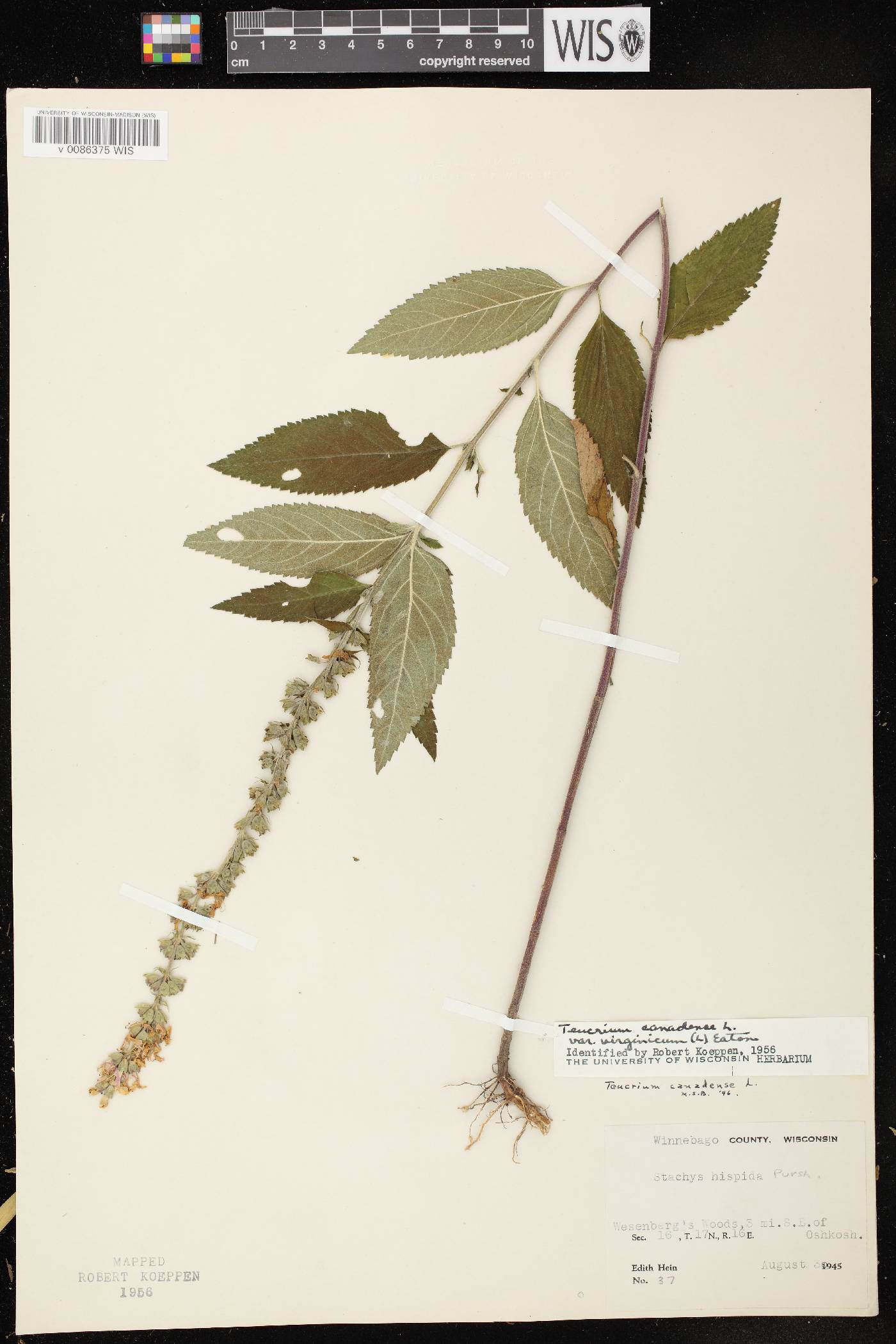 Teucrium canadense image