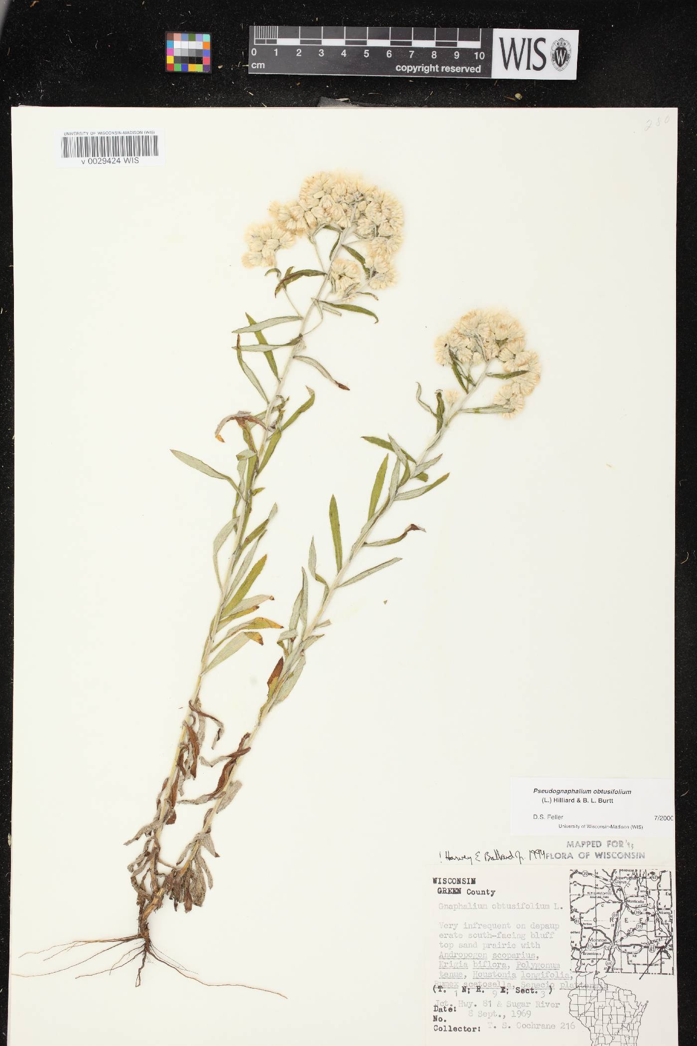 Pseudognaphalium obtusifolium image