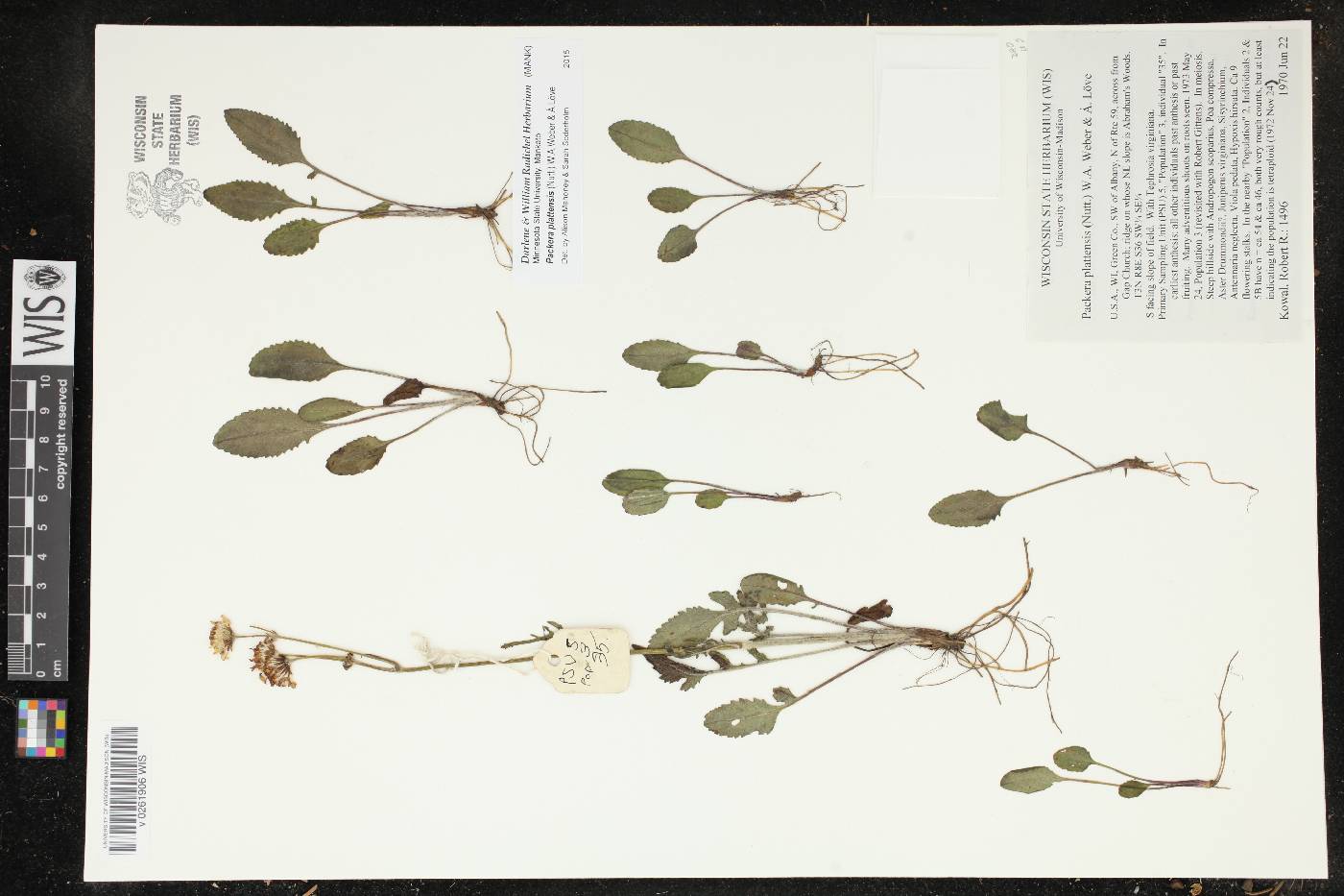 Packera plattensis image
