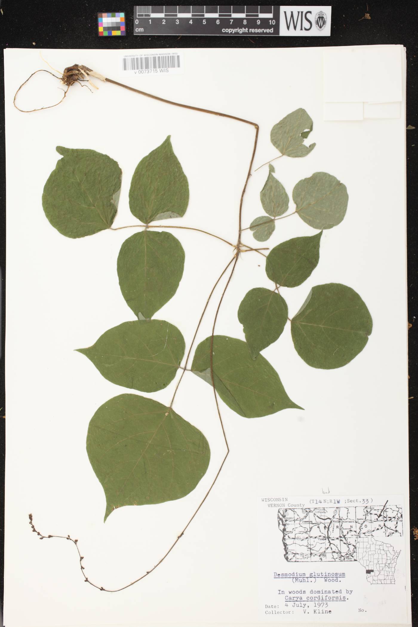Hylodesmum glutinosum image