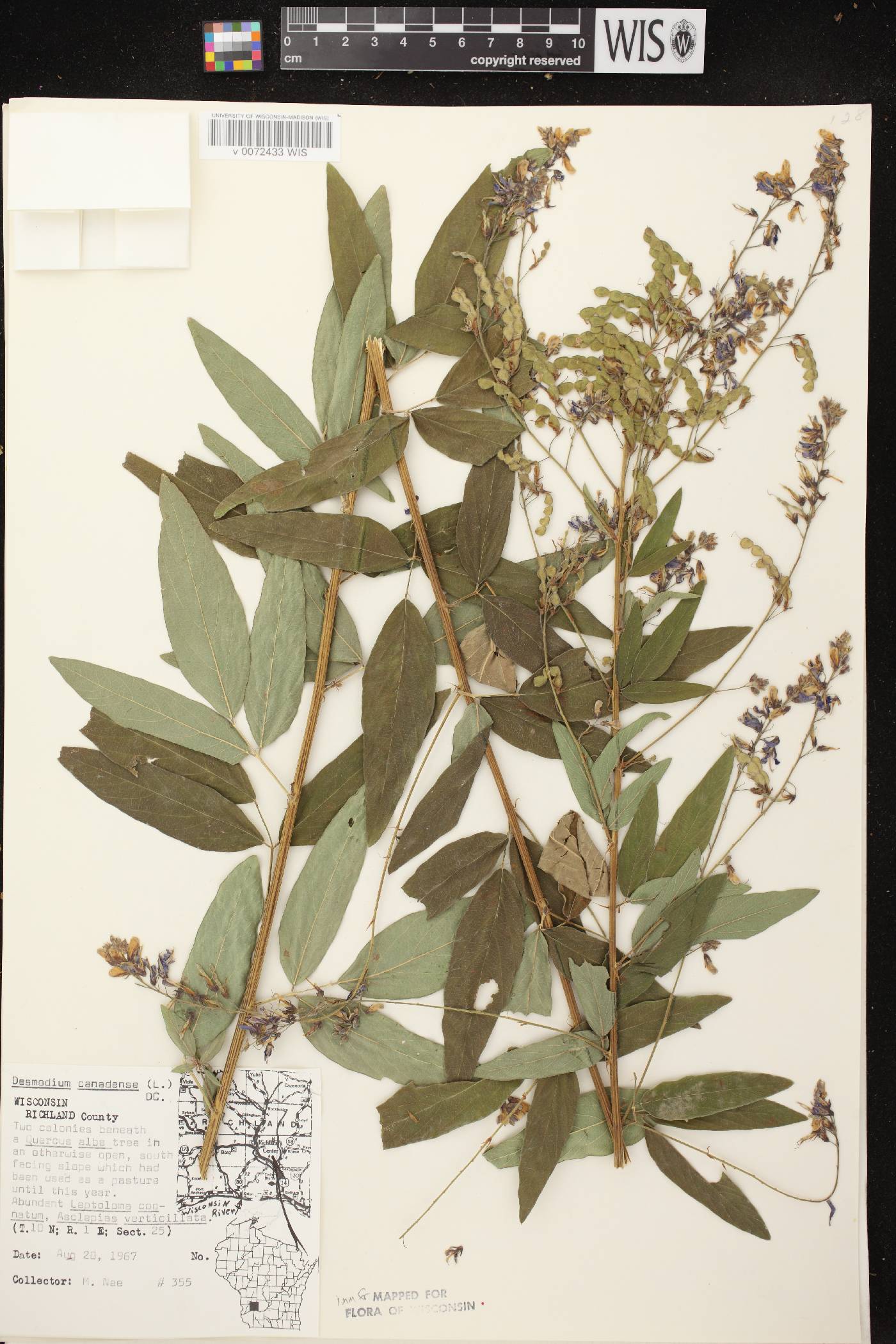 Desmodium canadense image