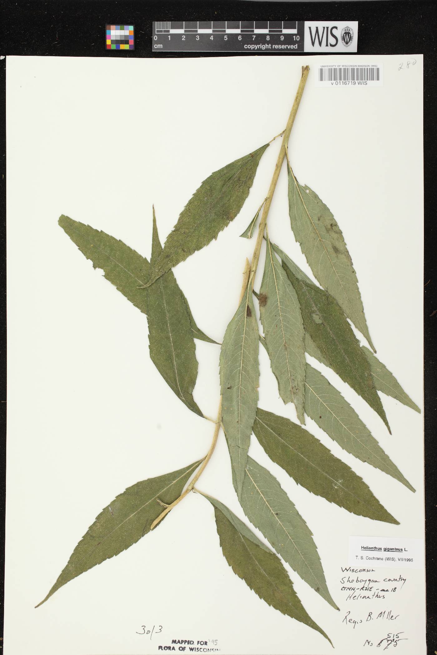 Helianthus giganteus image