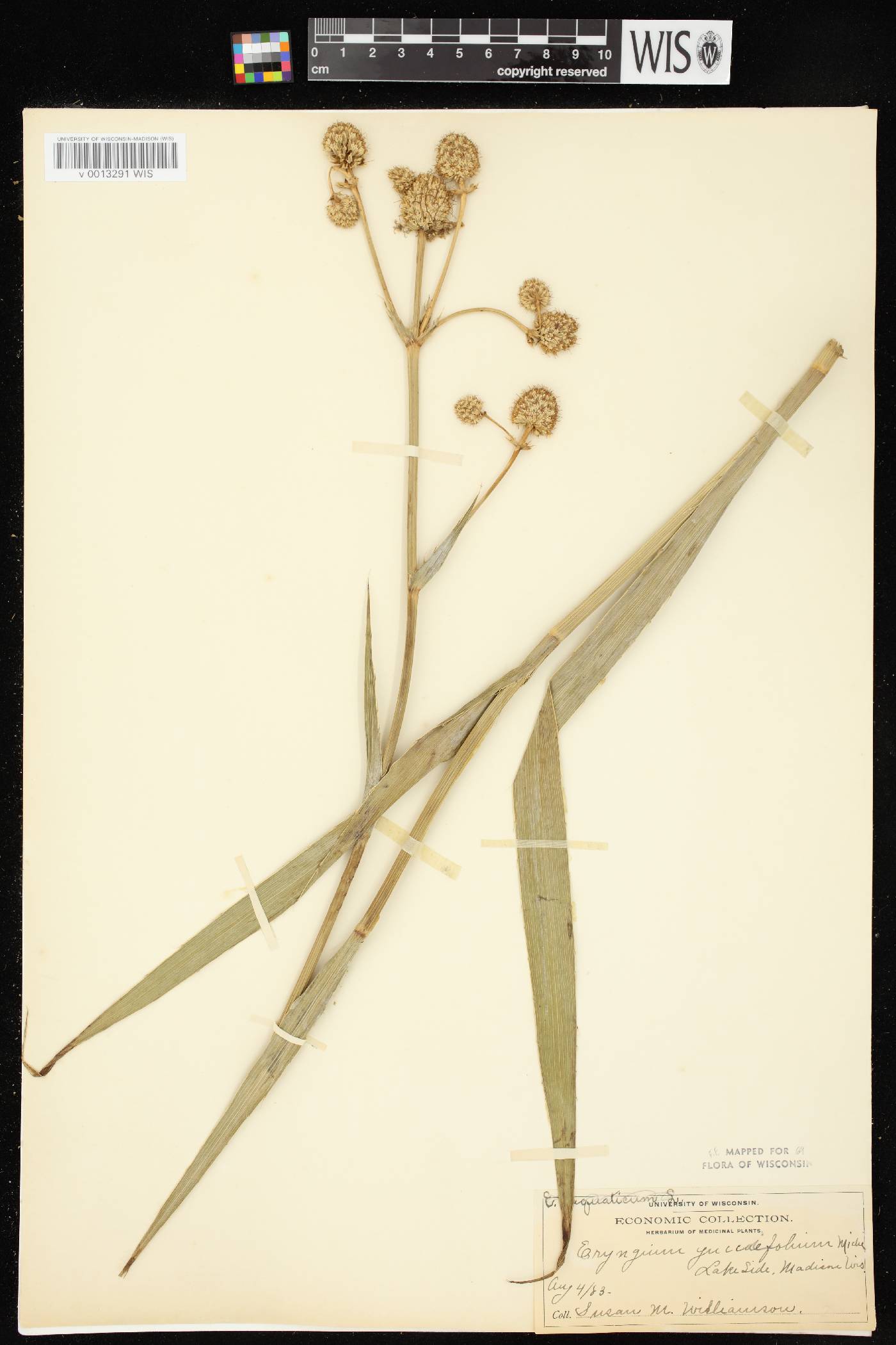 Eryngium yuccifolium image