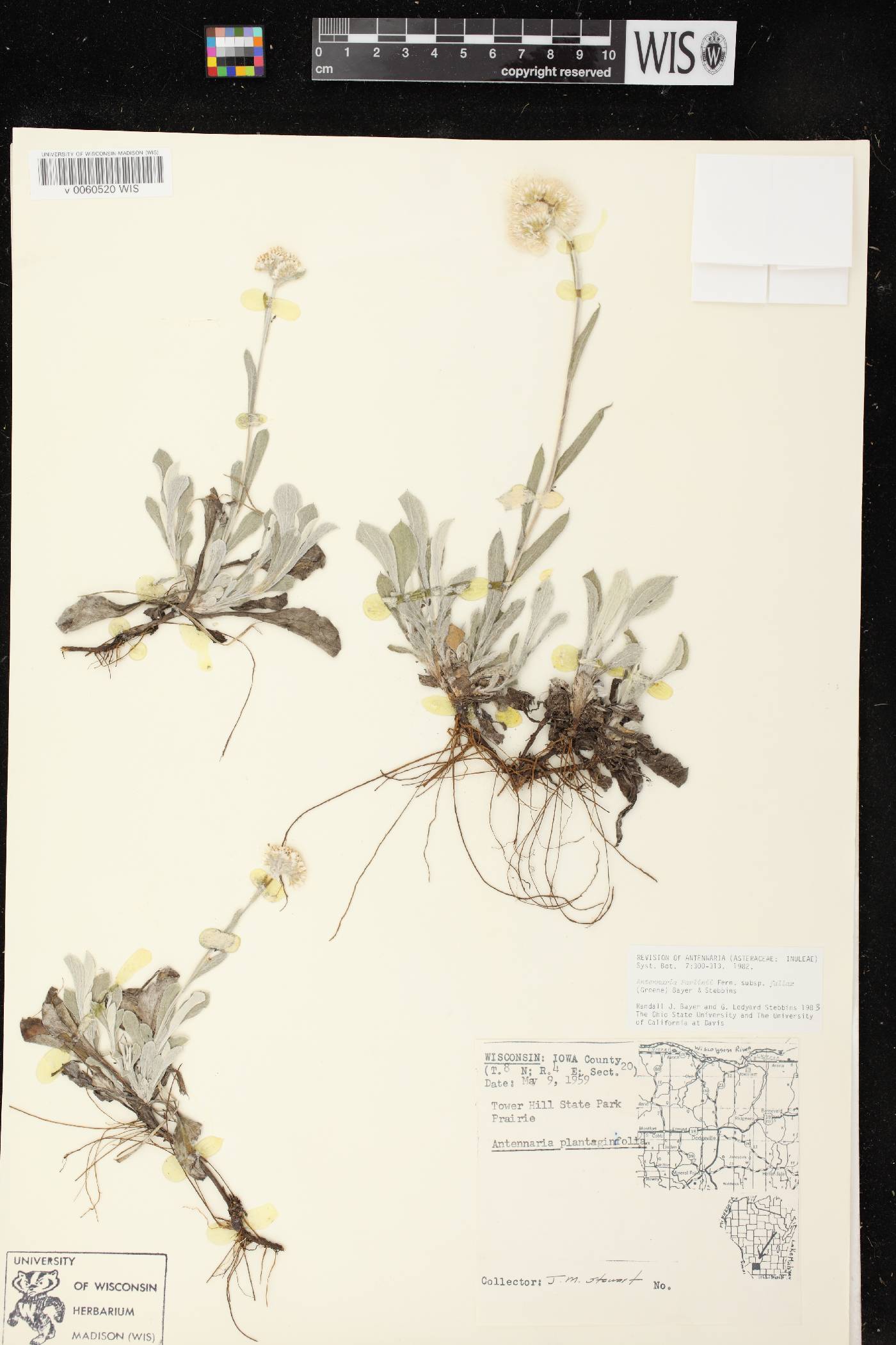 Antennaria parlinii subsp. fallax image
