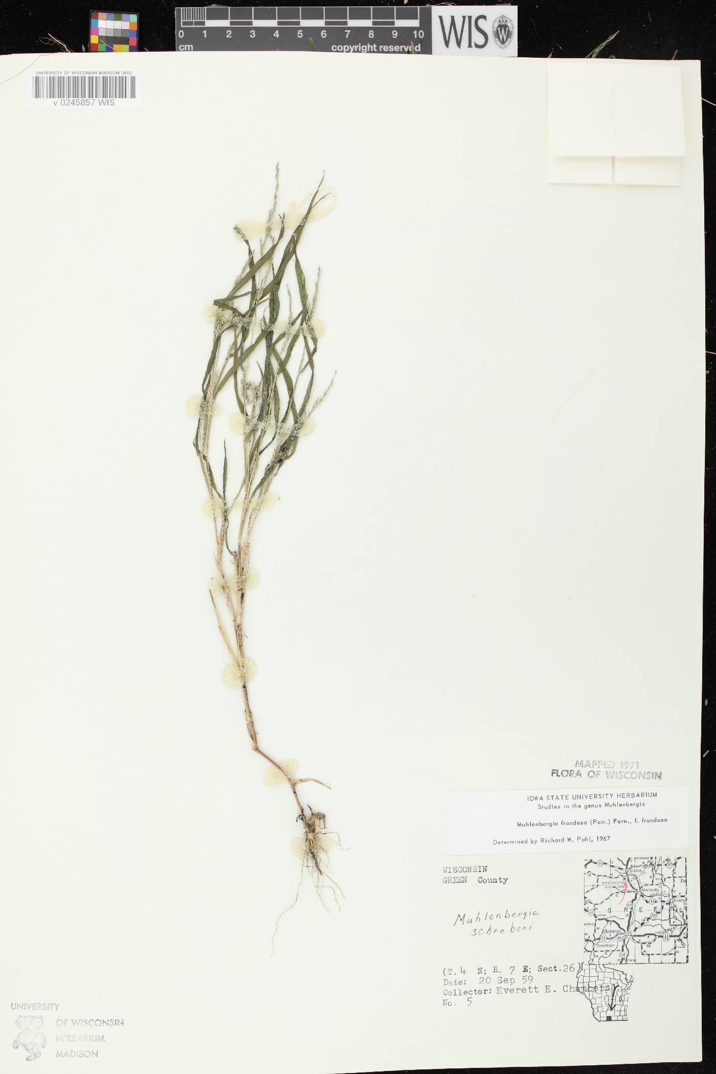 Muhlenbergia frondosa image