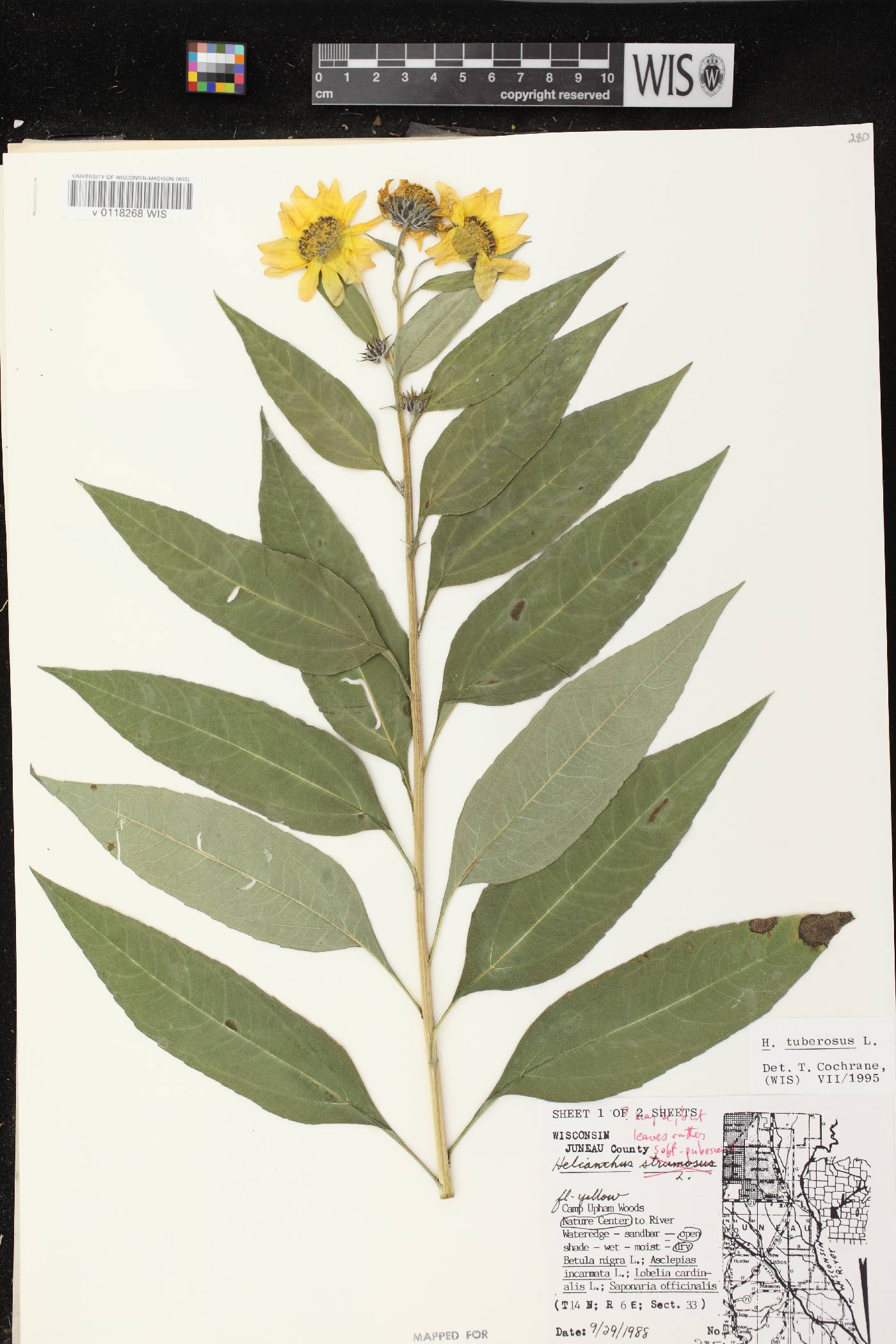 Helianthus tuberosus image