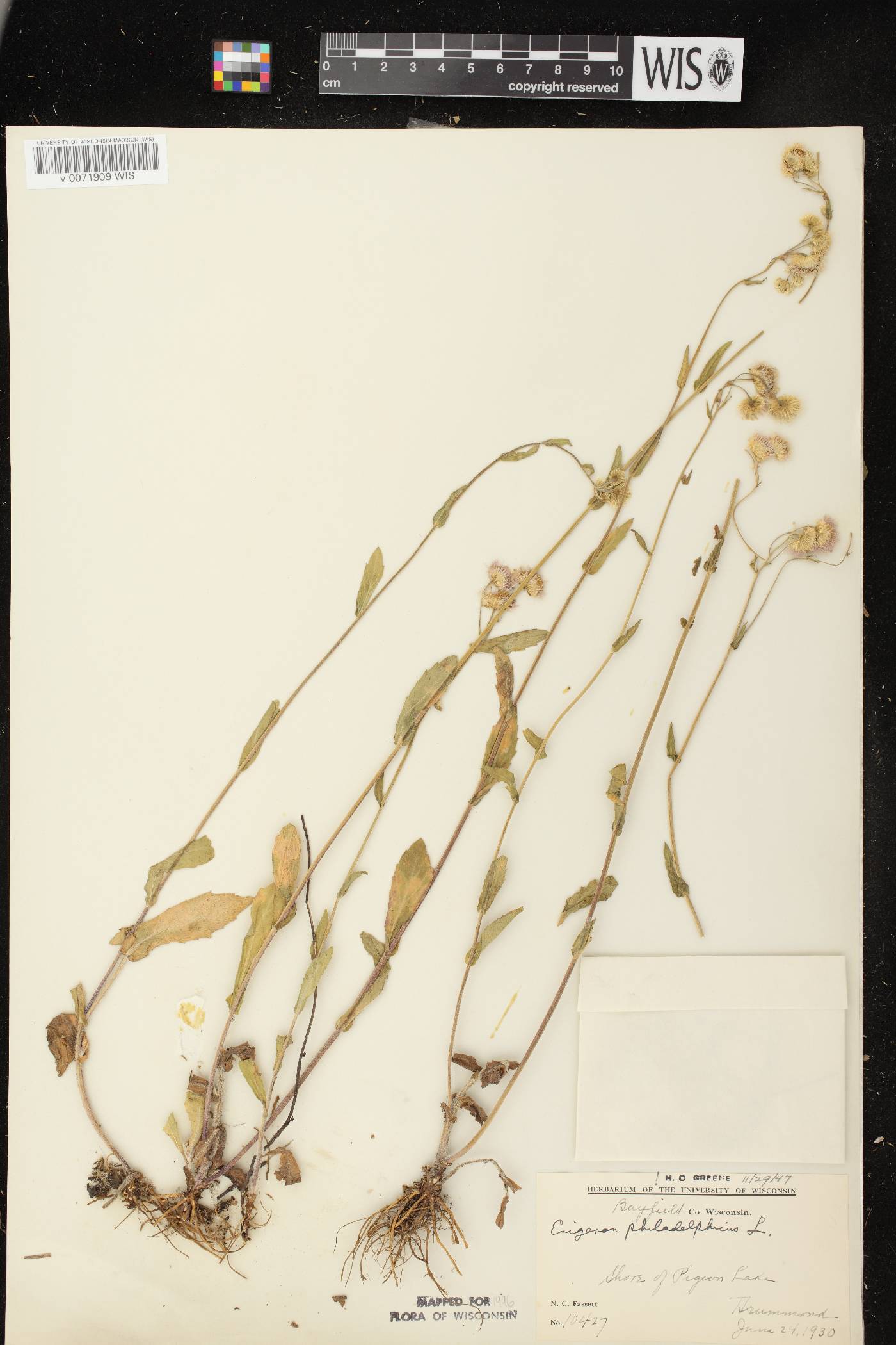 Erigeron philadelphicus var. philadelphicus image