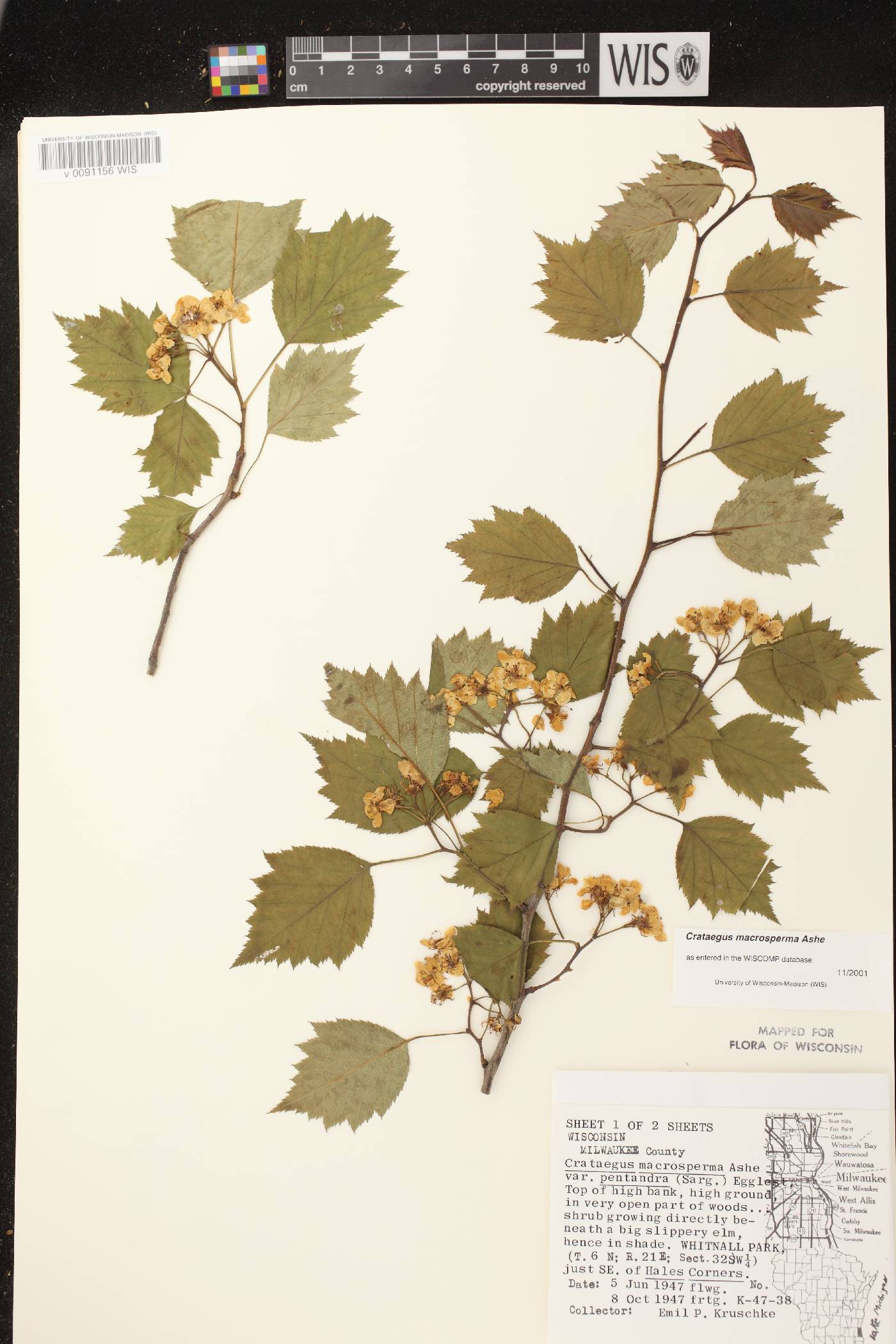 Crataegus macrosperma image