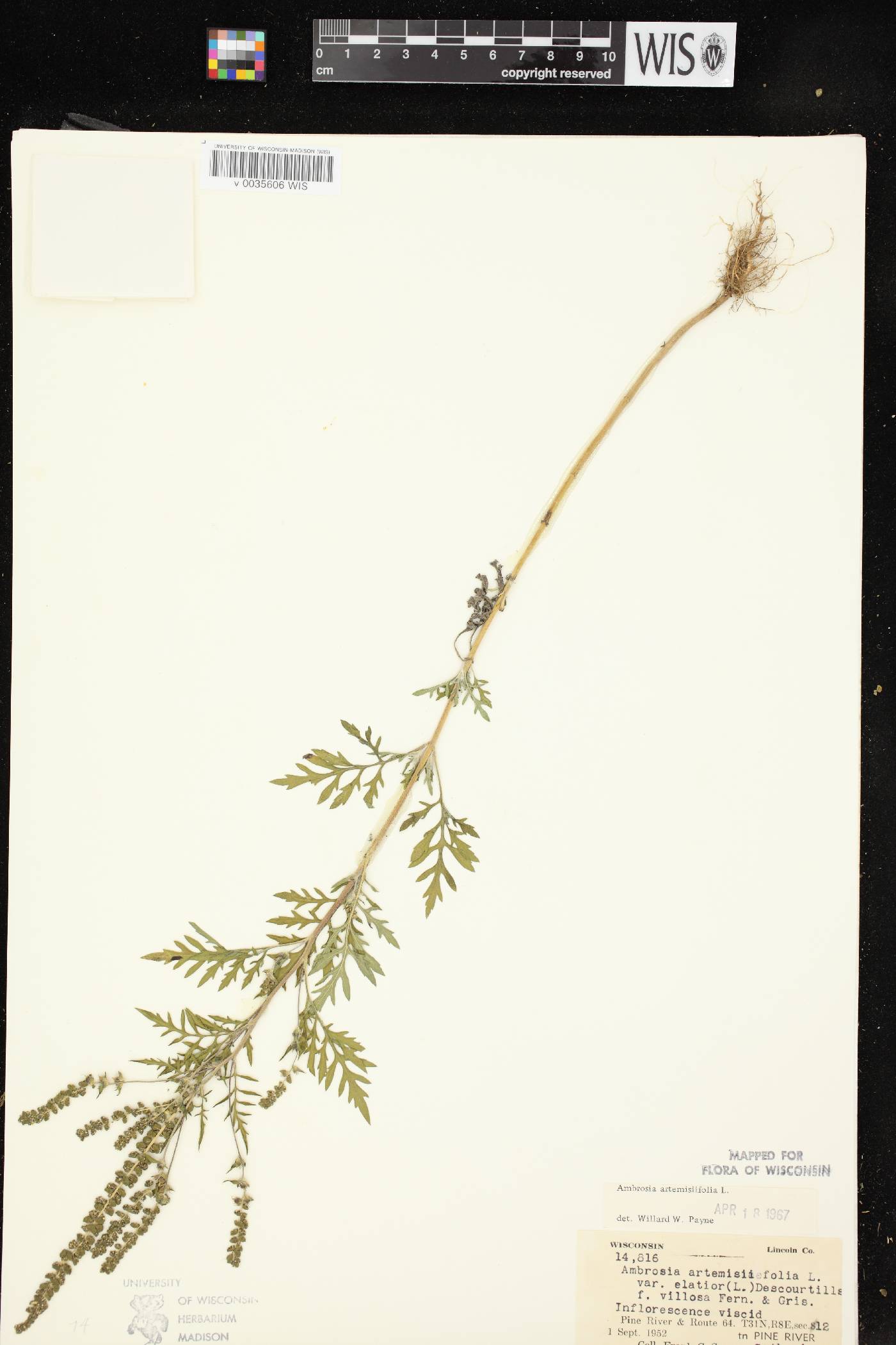 Ambrosia artemisiifolia image