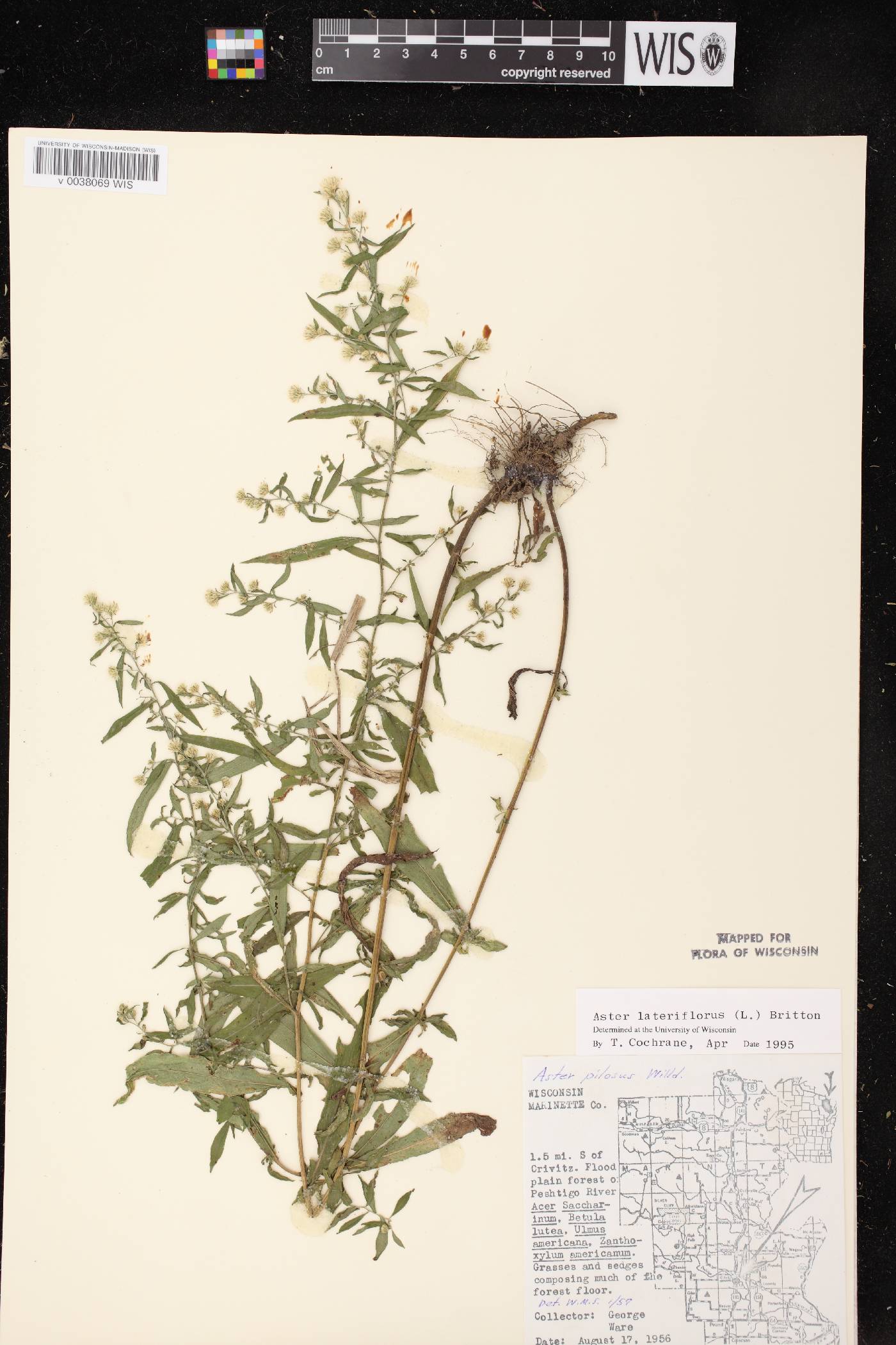 Symphyotrichum lateriflorum image