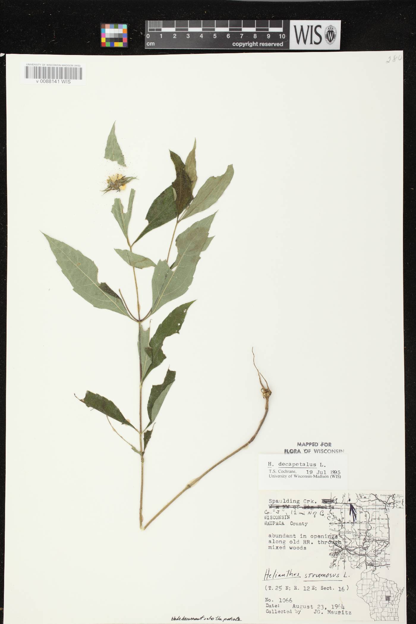 Helianthus decapetalus image