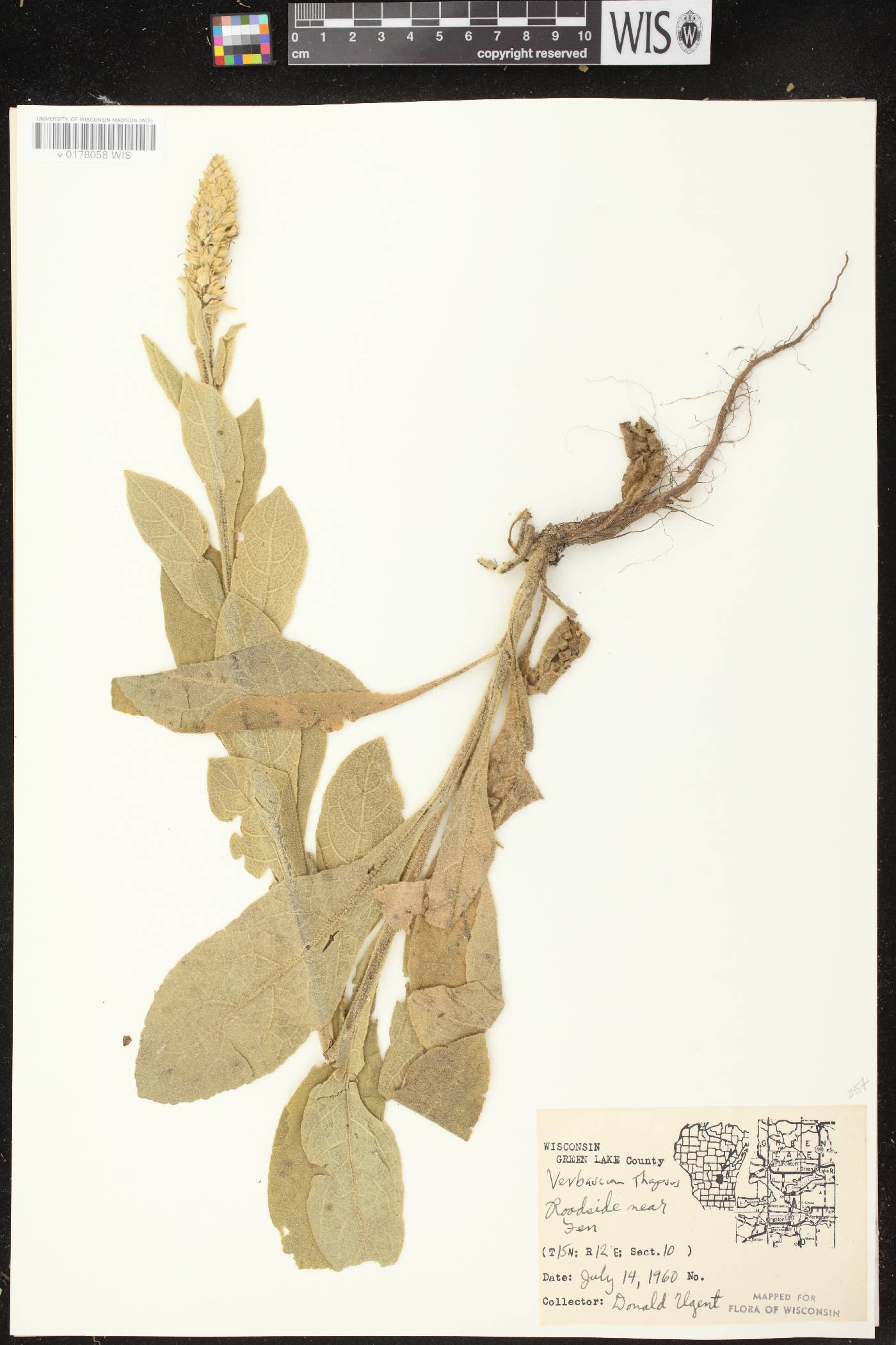 Verbascum thapsus image