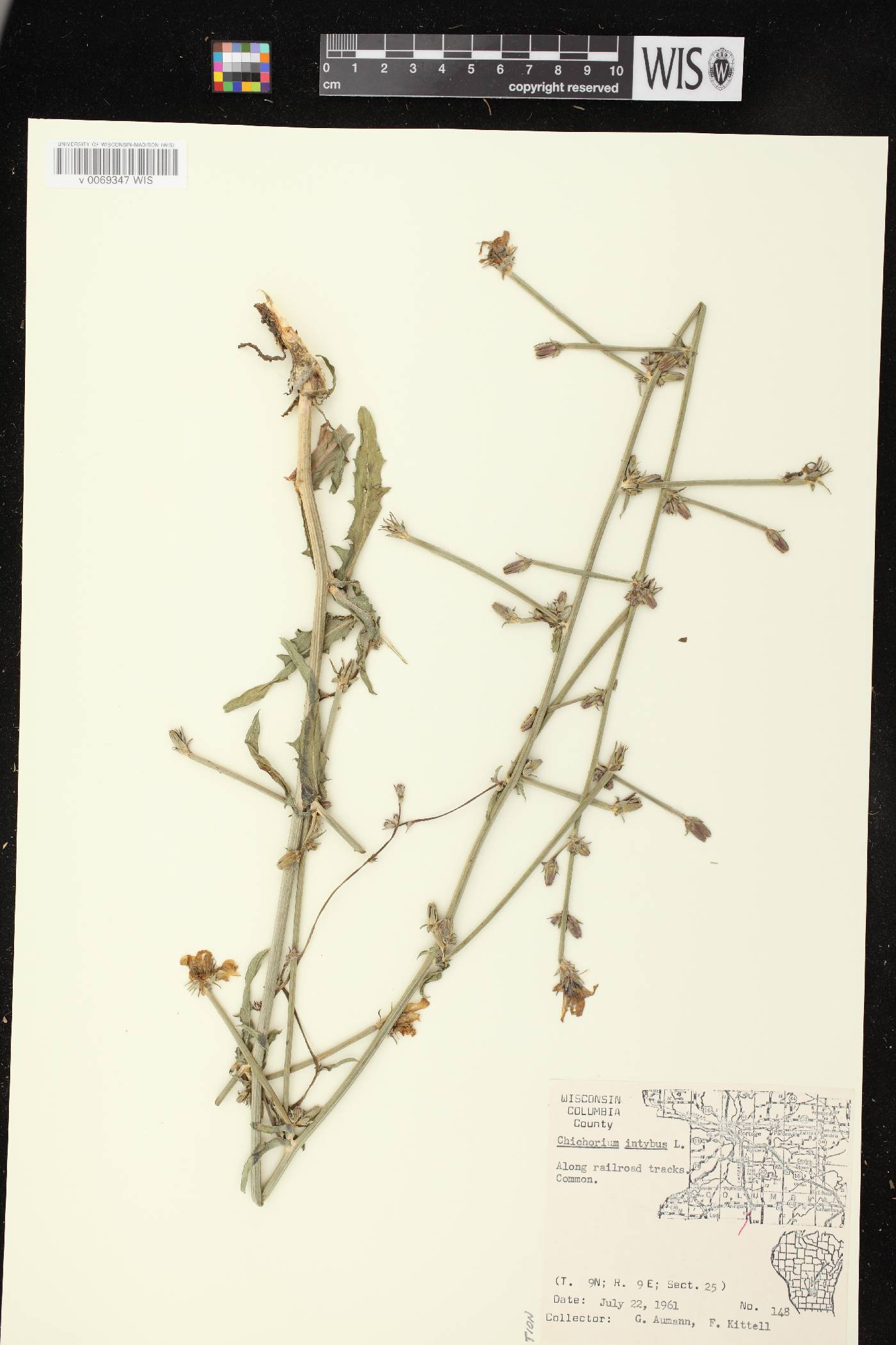 Cichorium intybus image