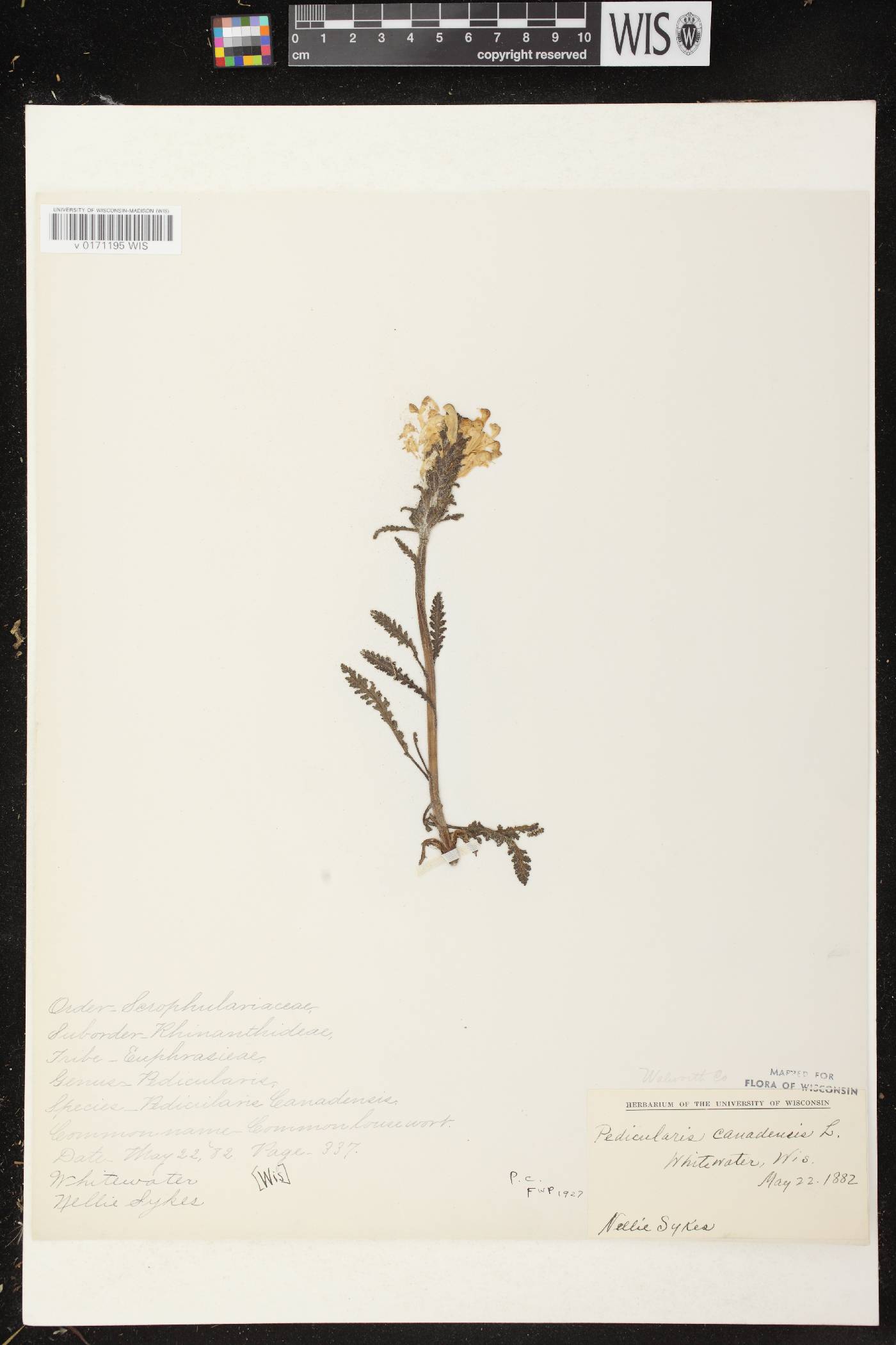Pedicularis canadensis subsp. canadensis image