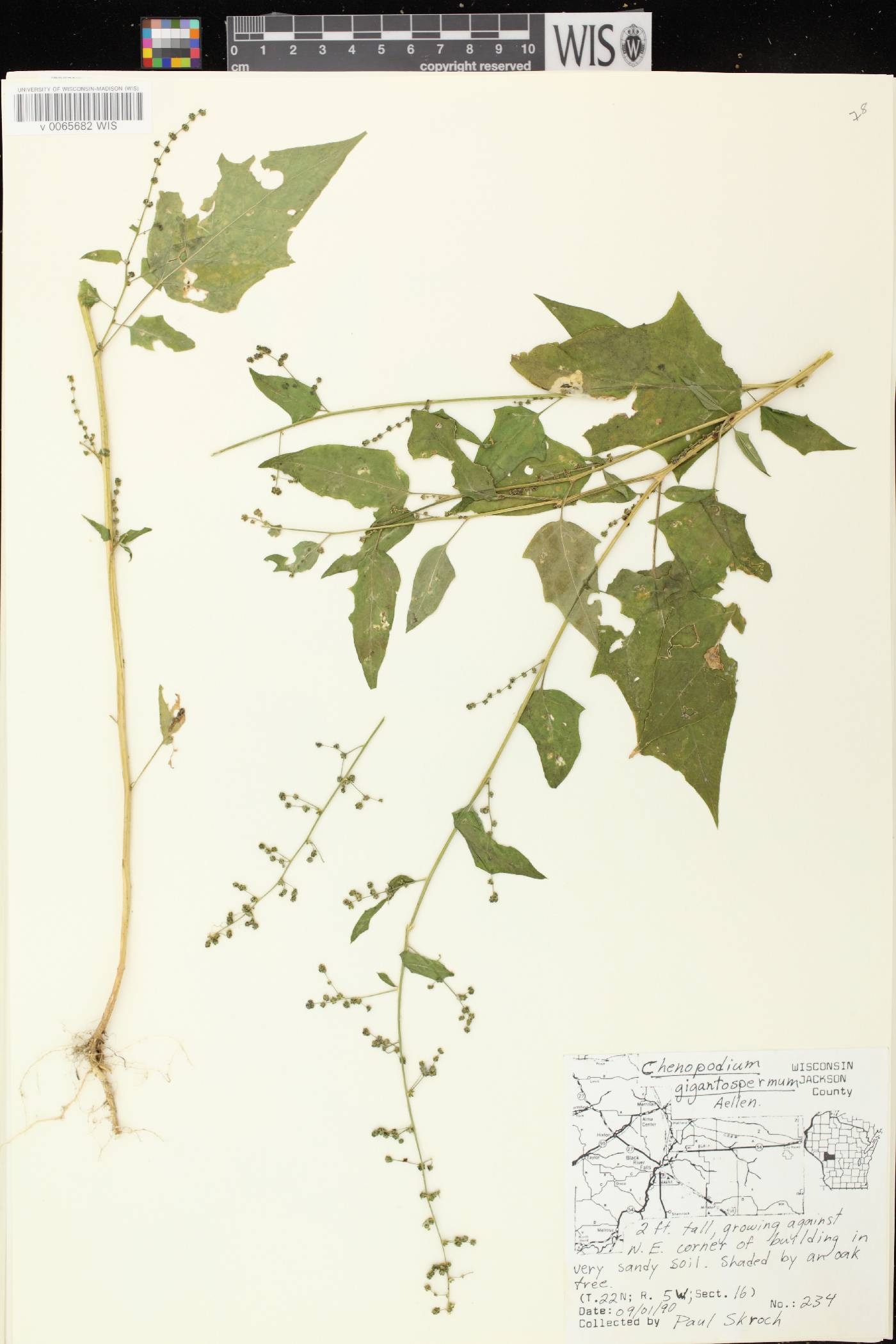 Chenopodium simplex image