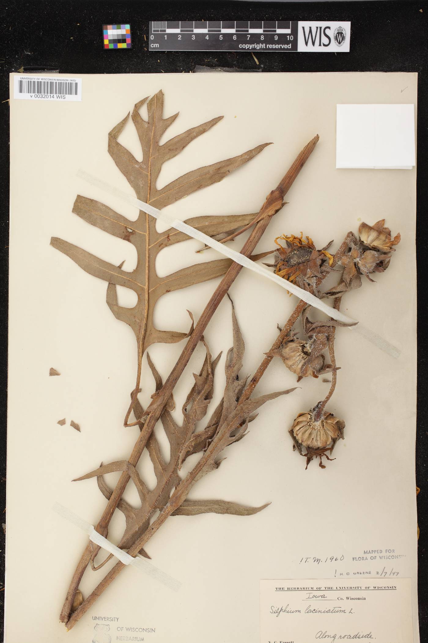 Silphium laciniatum image