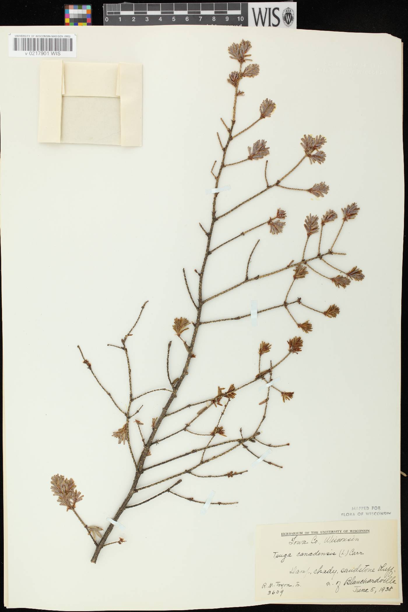 Tsuga canadensis image