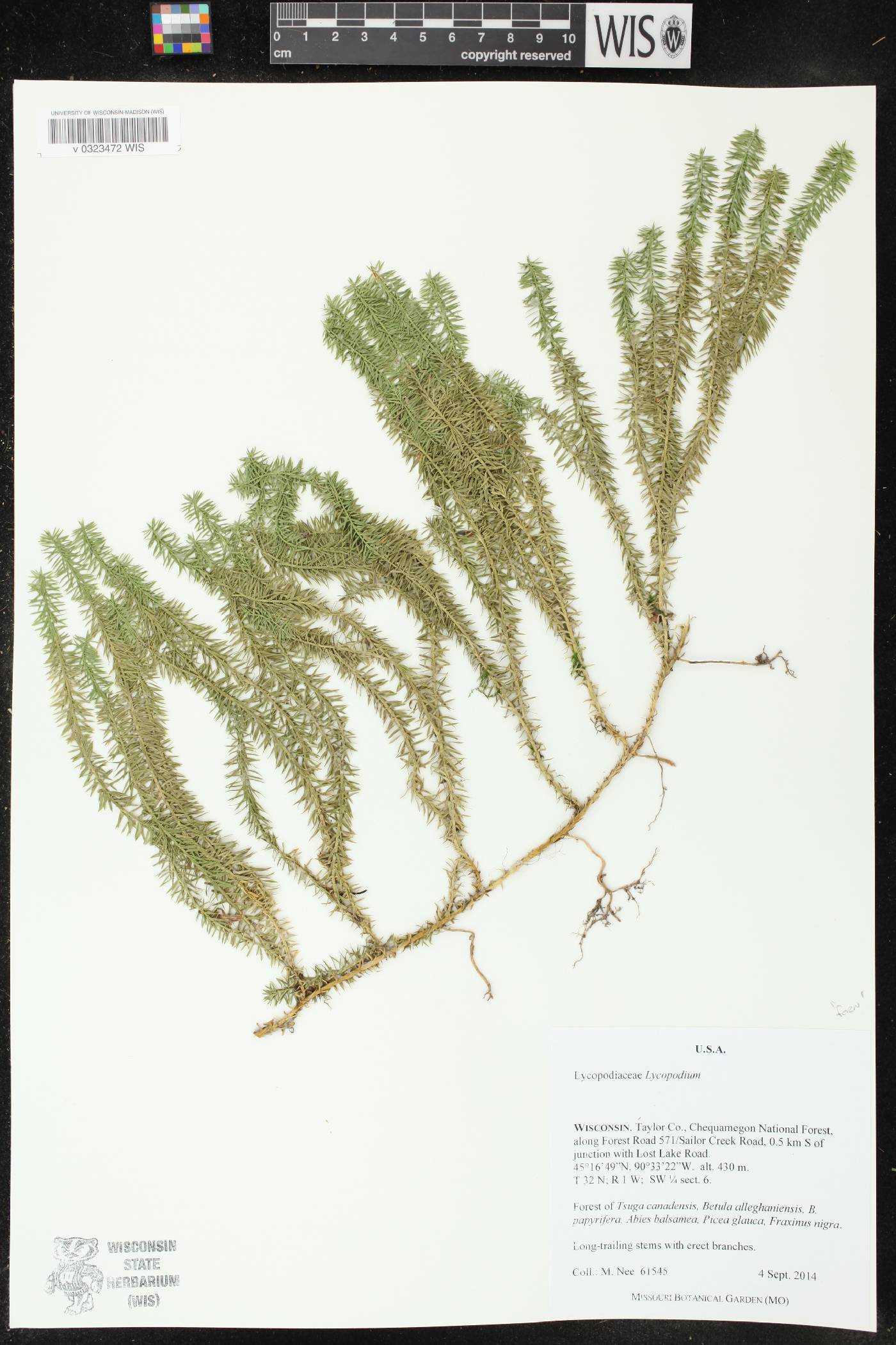 Spinulum annotinum image
