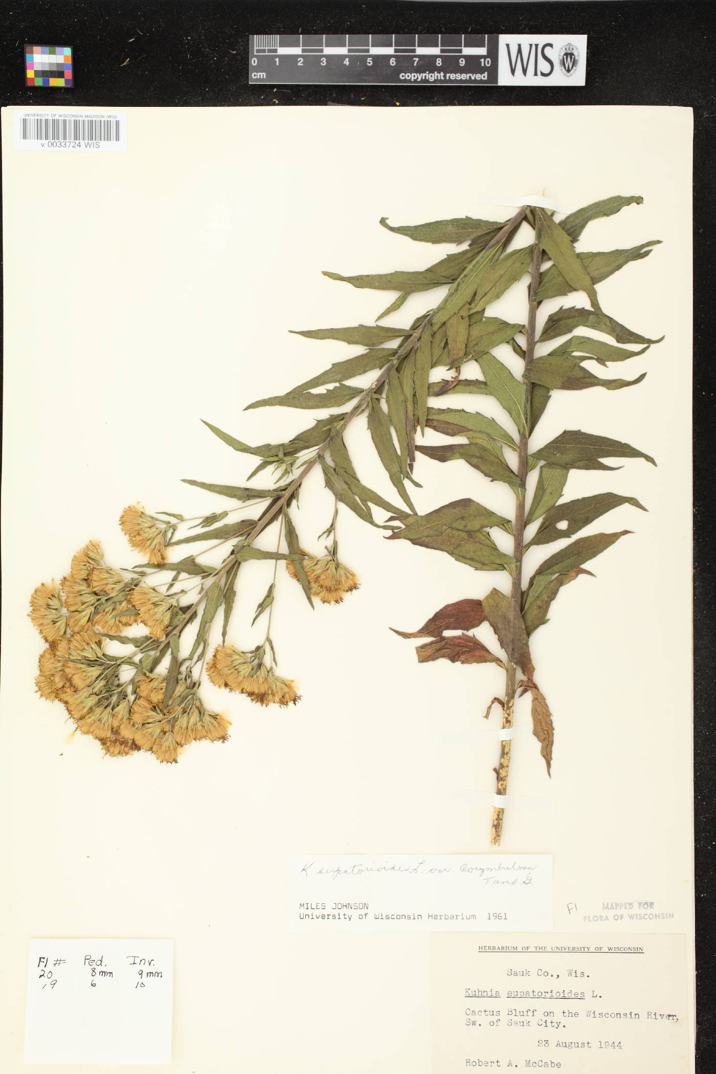 Brickellia eupatorioides image