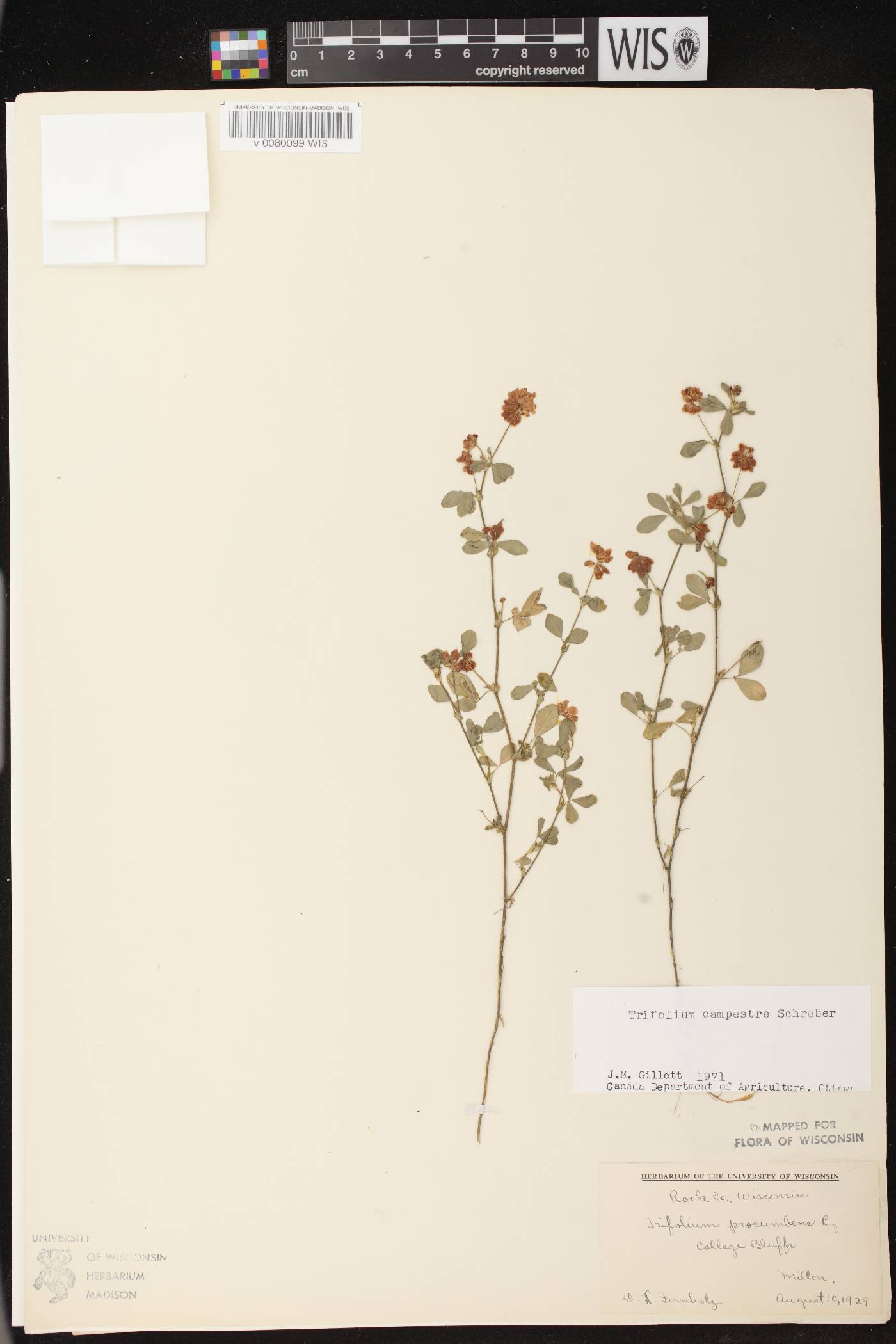 Trifolium campestre image