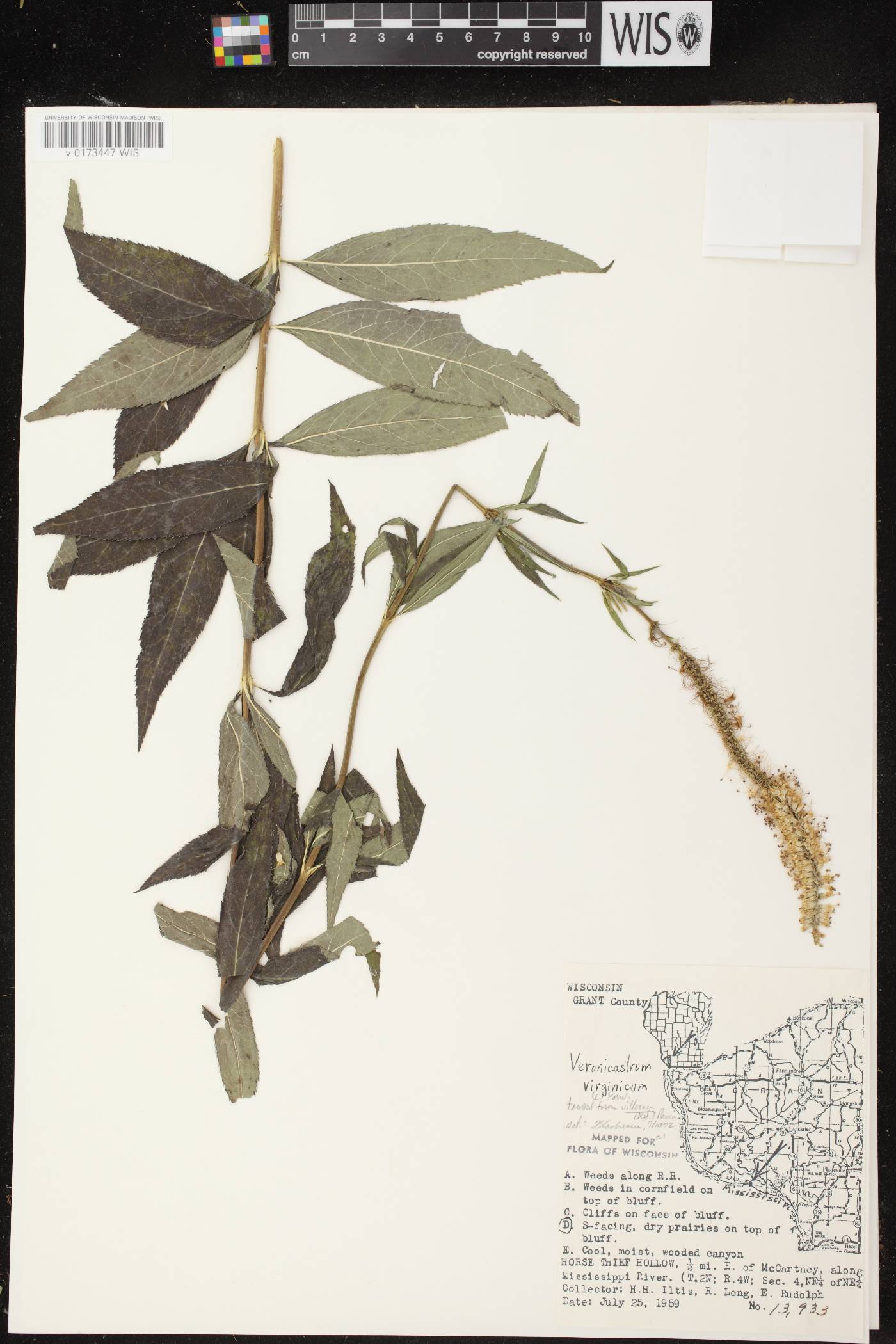 Veronicastrum virginicum image