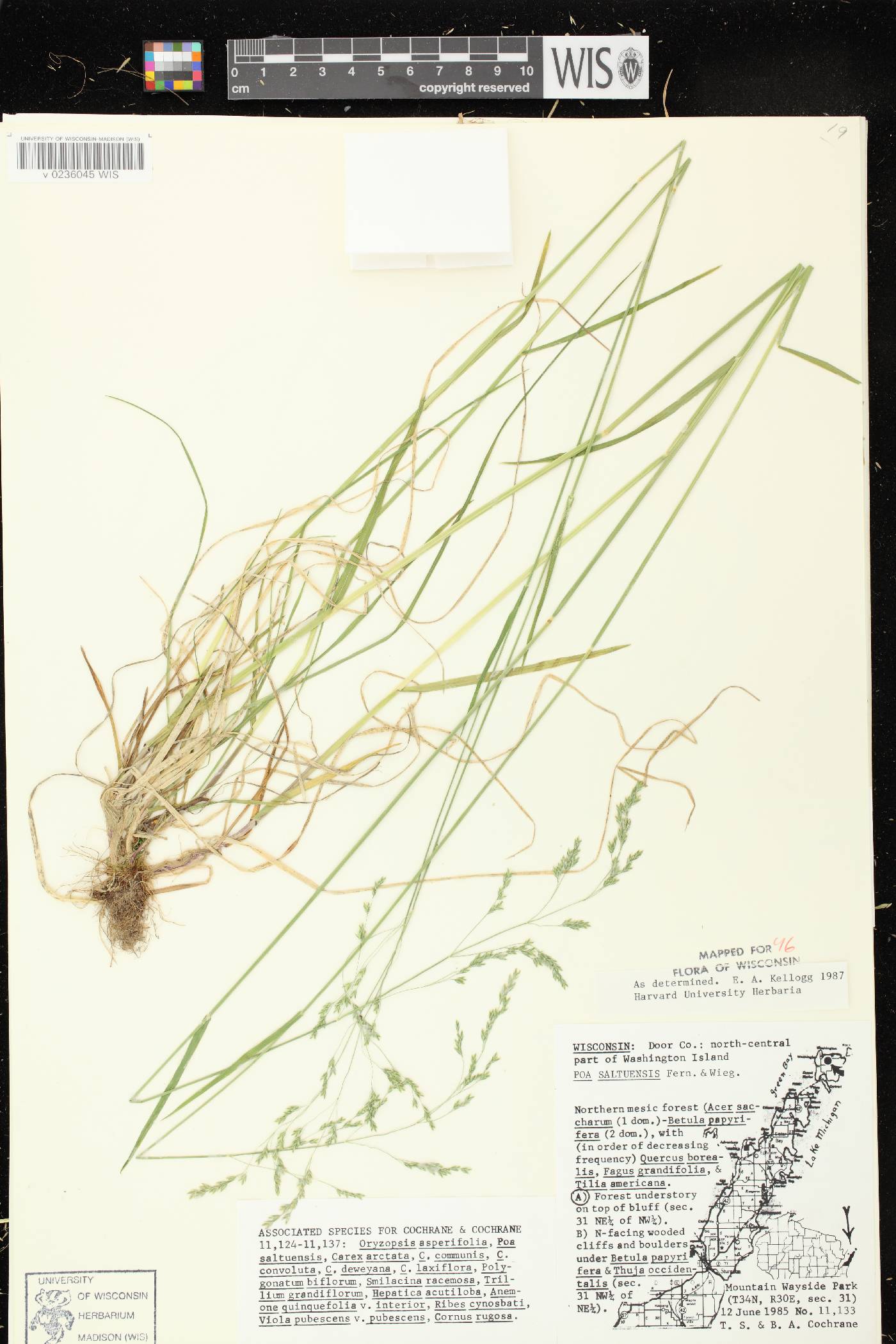 Poa saltuensis image