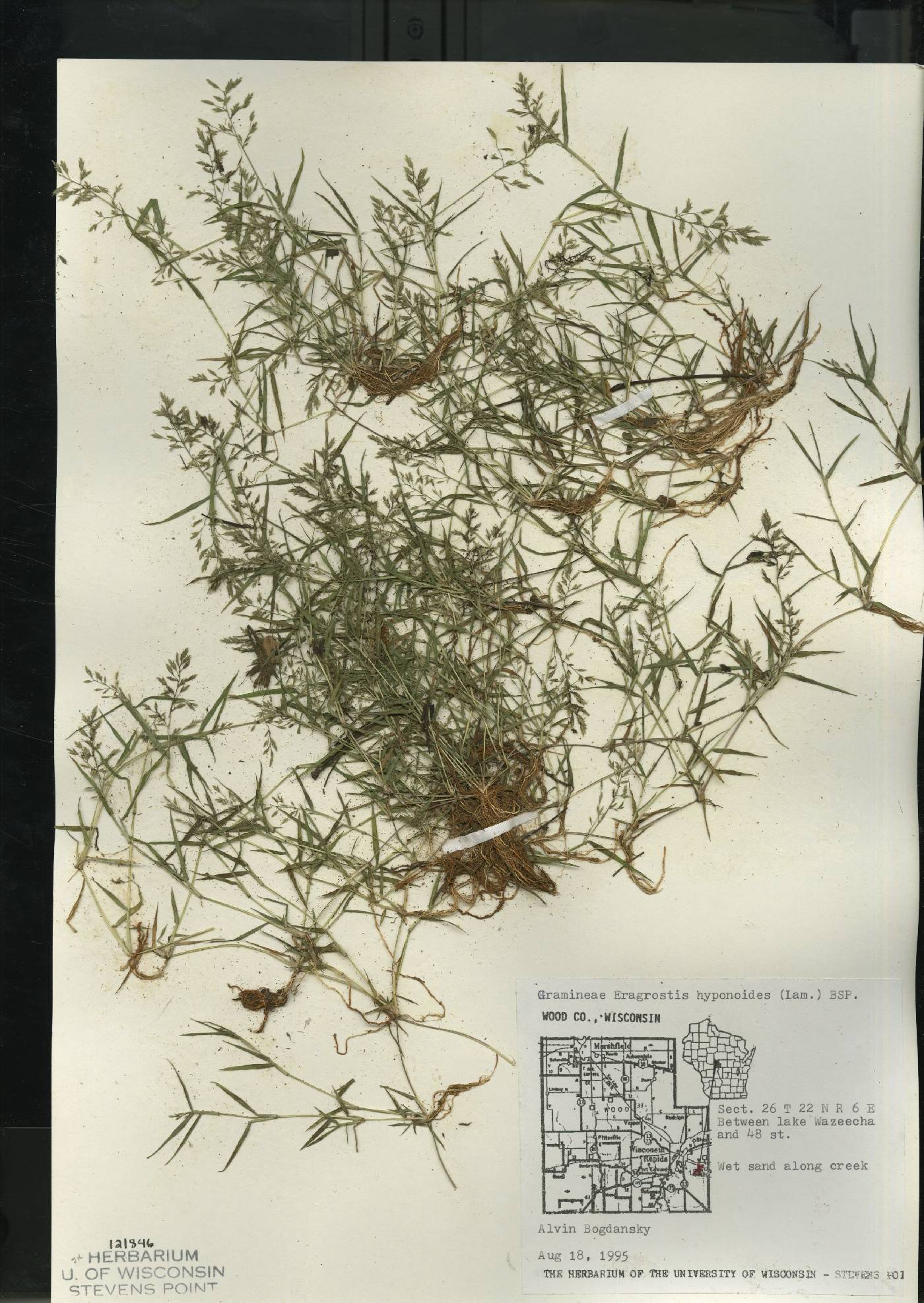 Eragrostis hypnoides image
