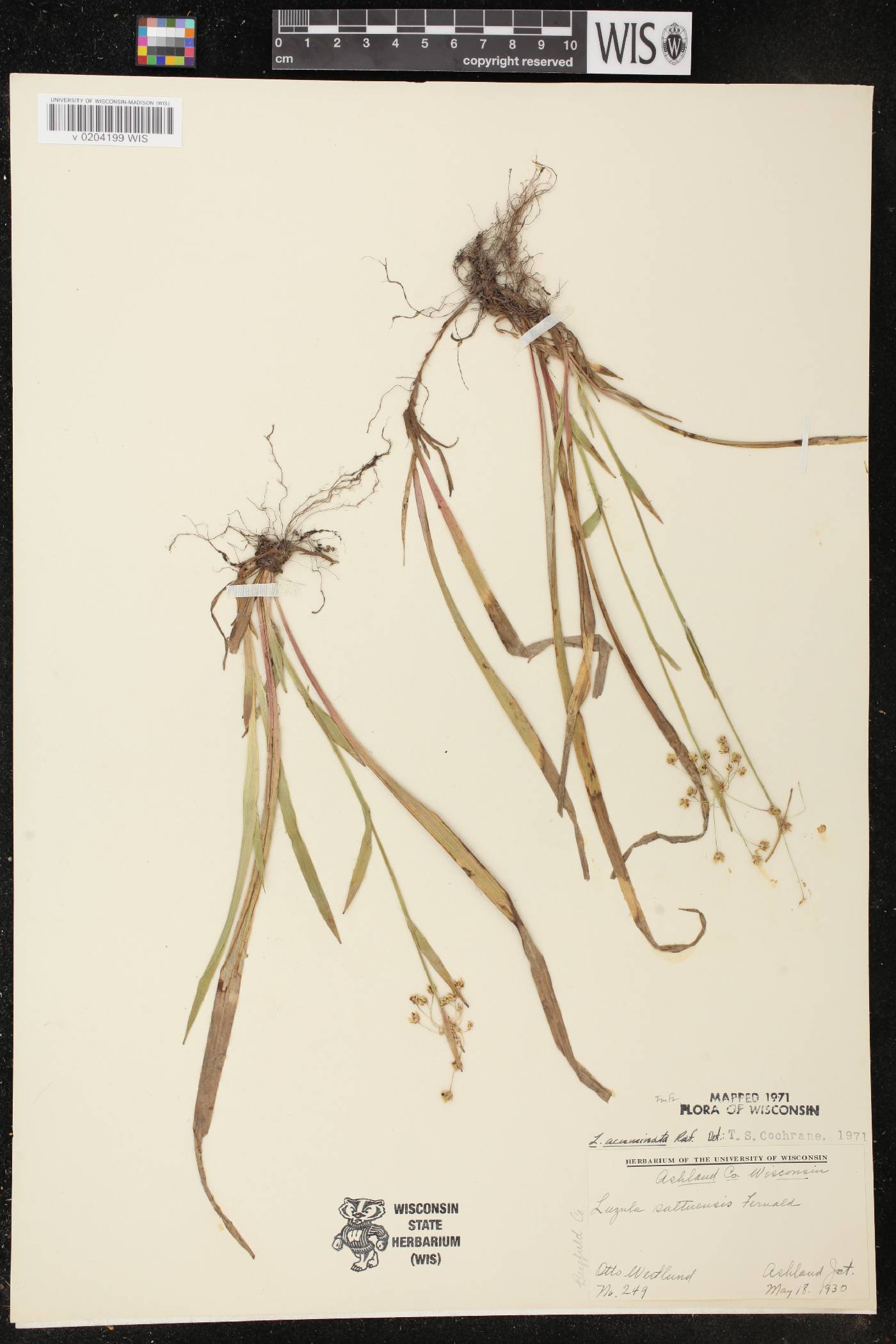 Luzula acuminata image