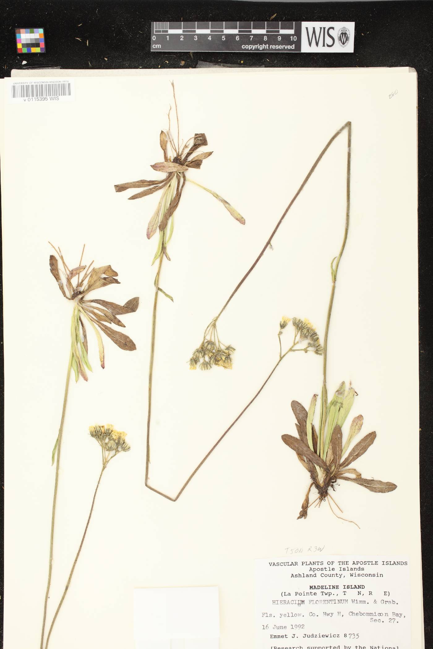 Hieracium piloselloides image