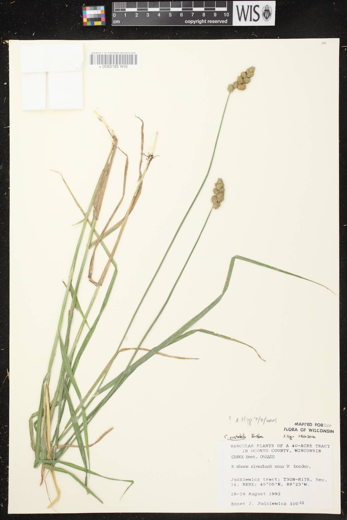 Carex cristatella image