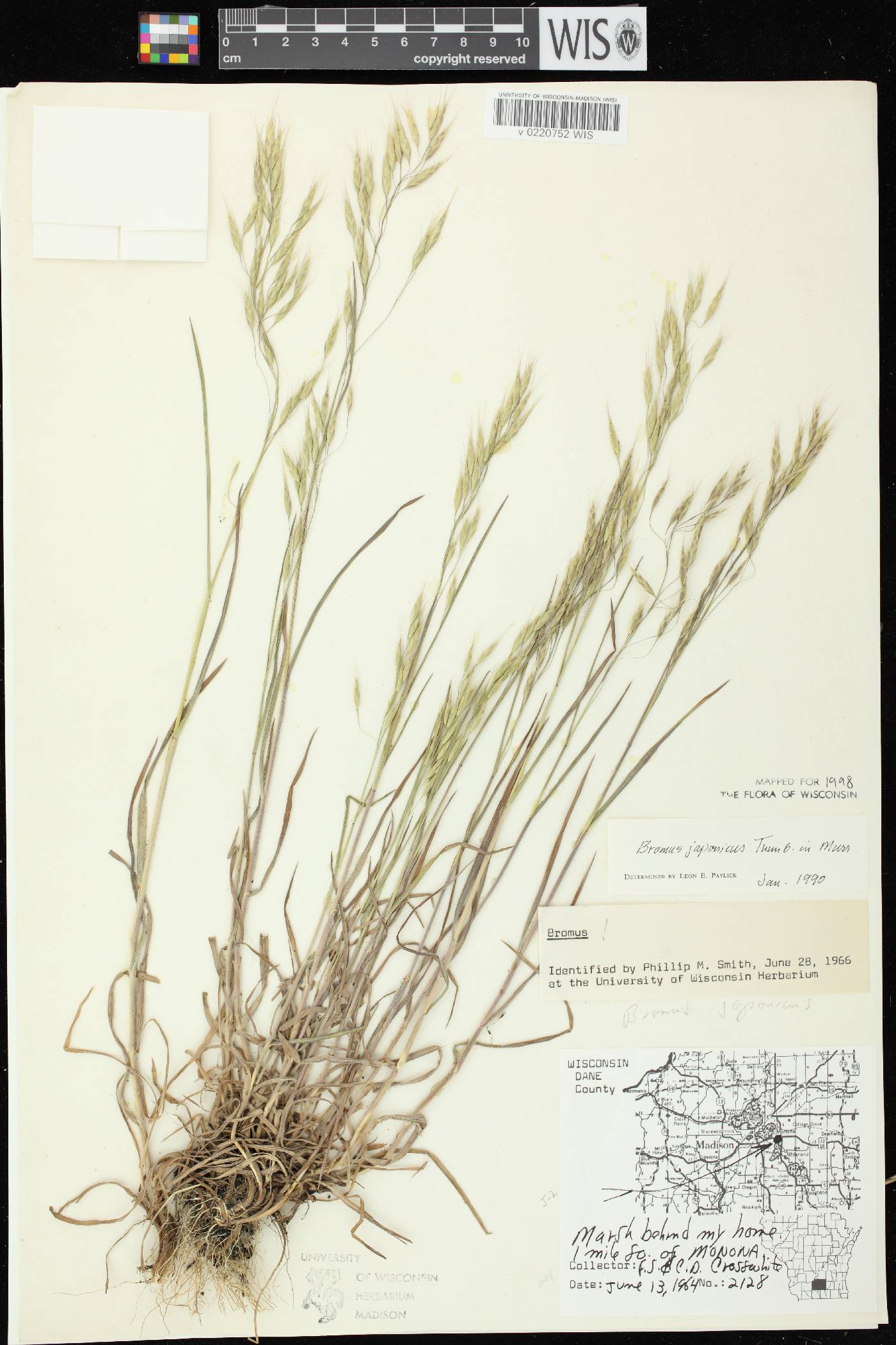 Bromus arvensis image