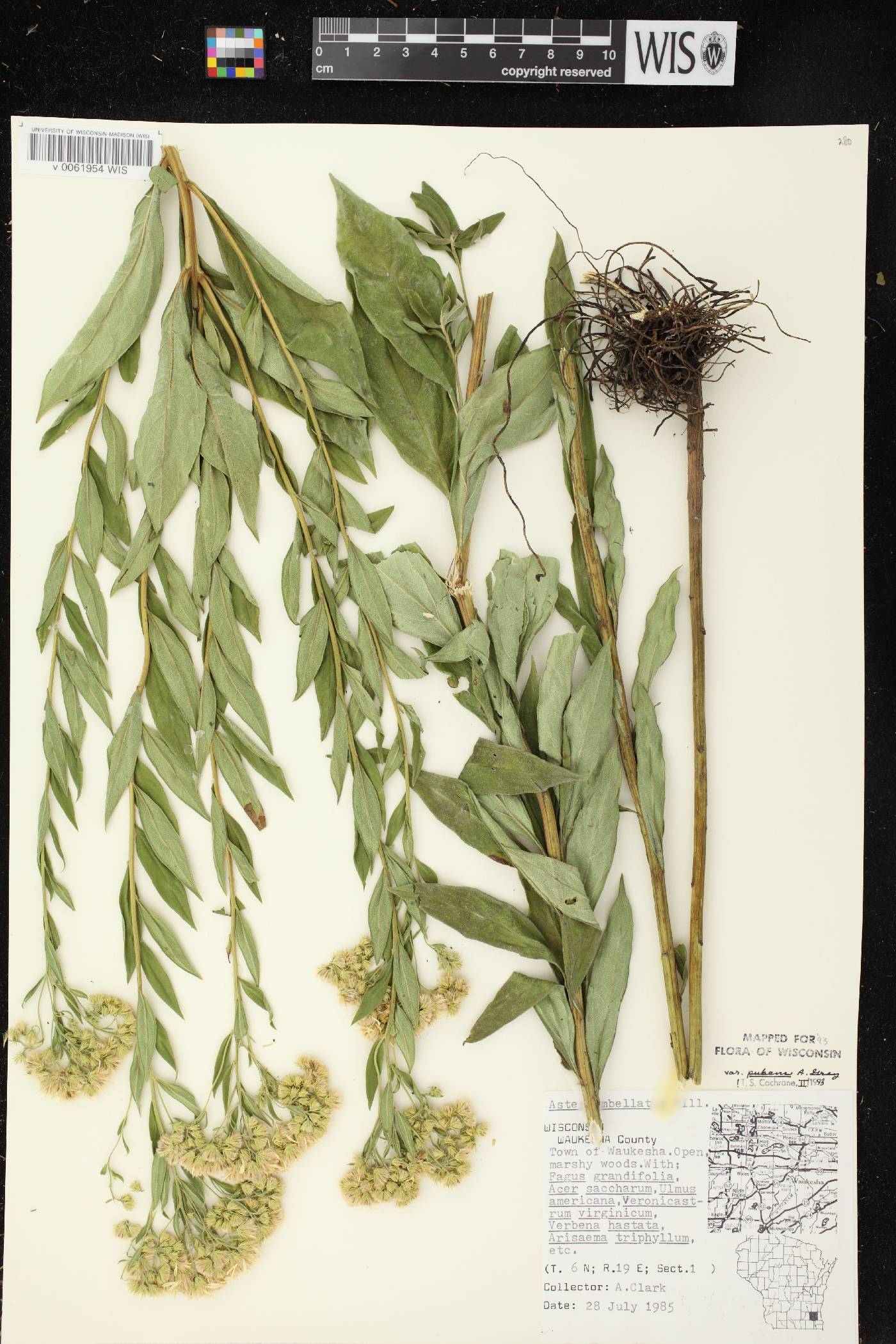 Doellingeria umbellata var. pubens image