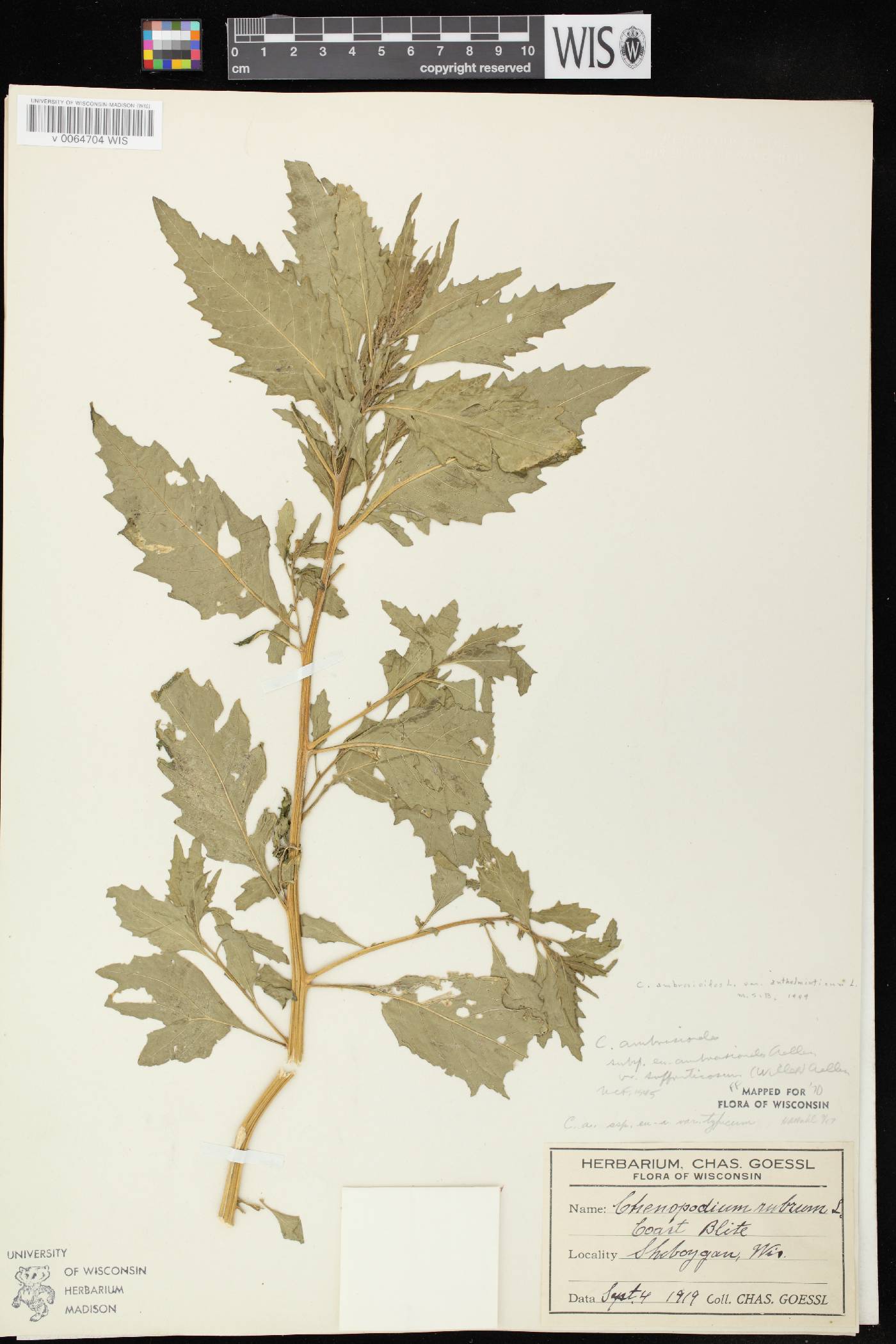 Dysphania ambrosioides image