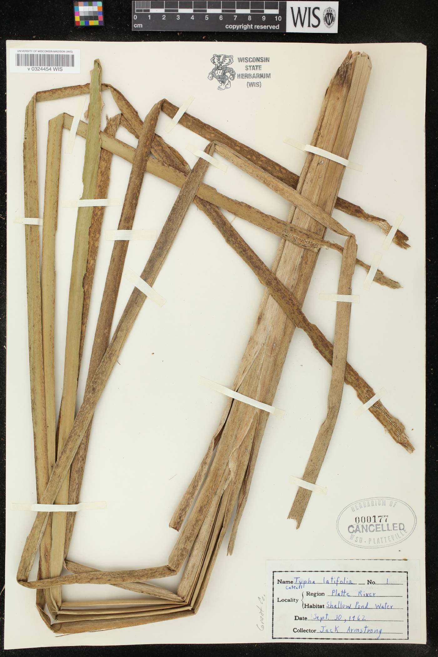 Typha latifolia image