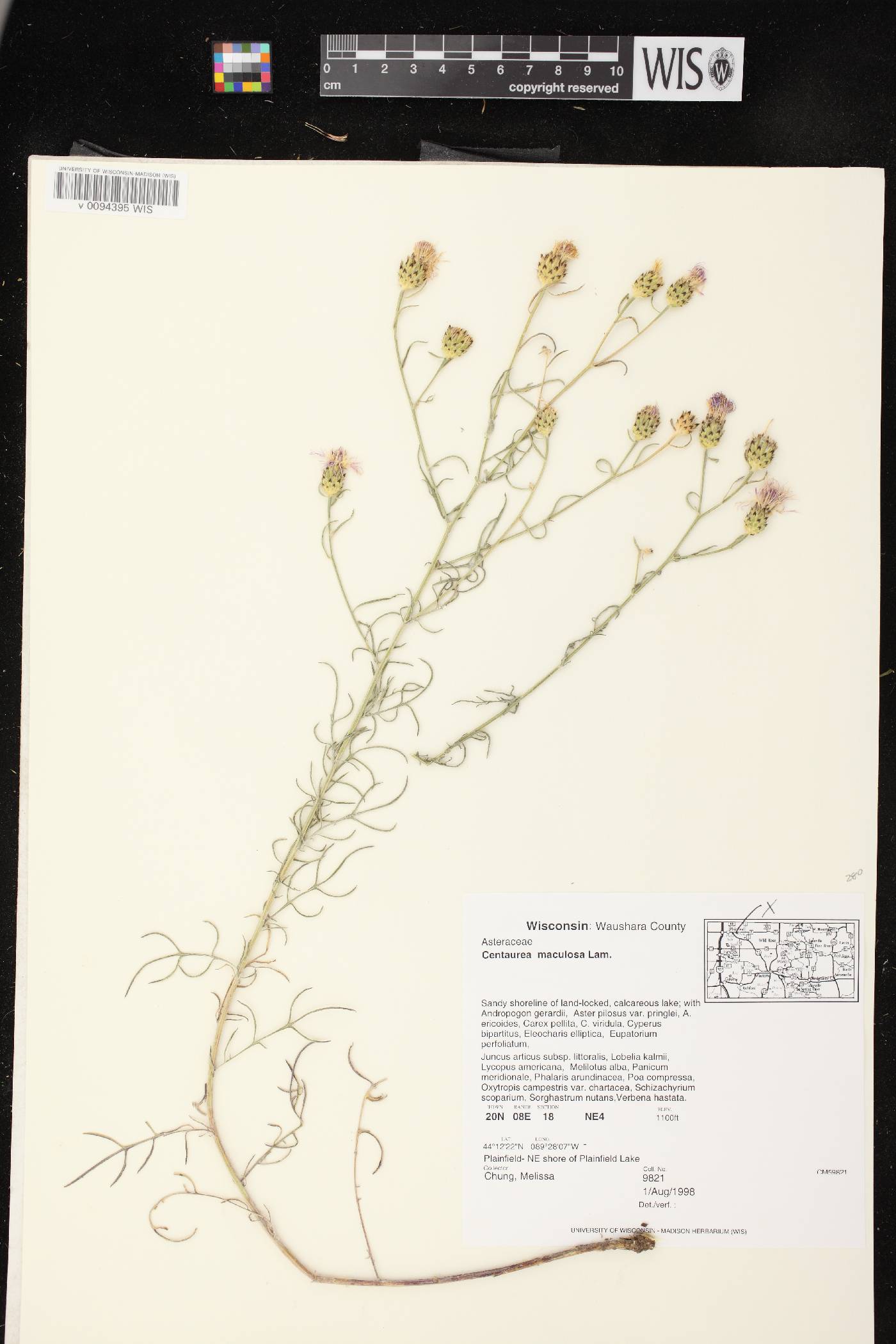 Centaurea stoebe image