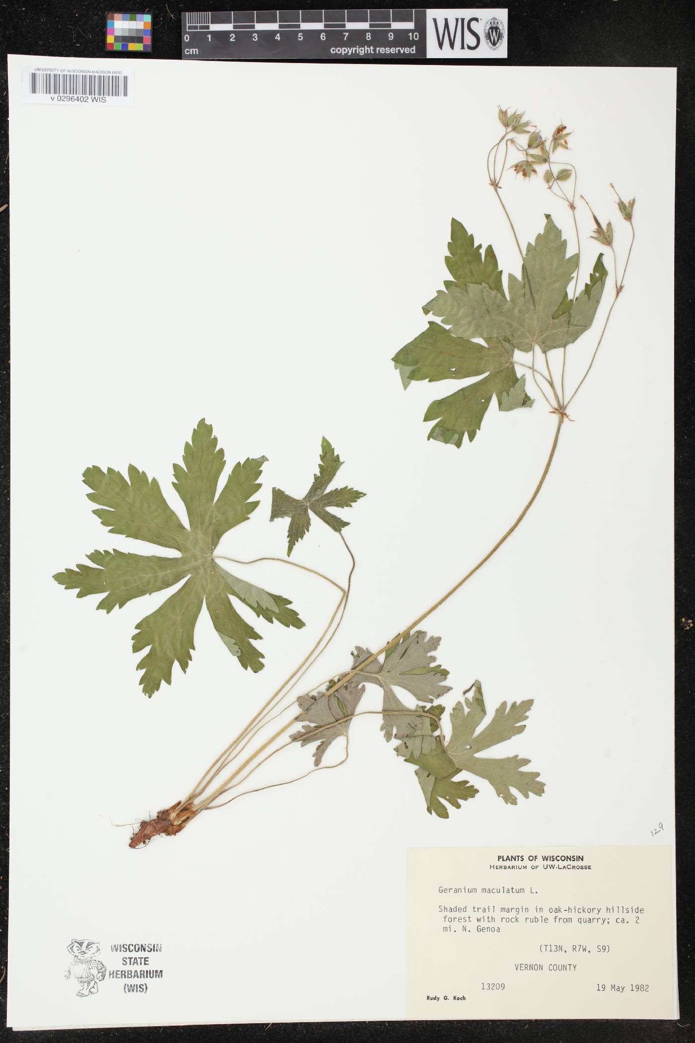 Geranium maculatum image
