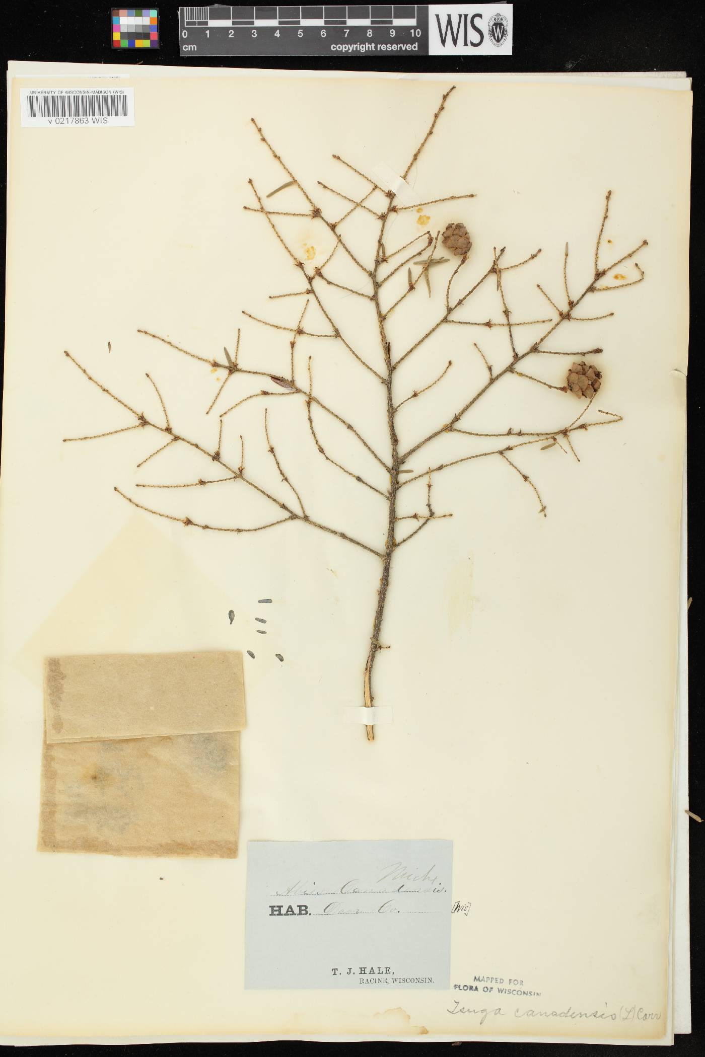 Tsuga canadensis image