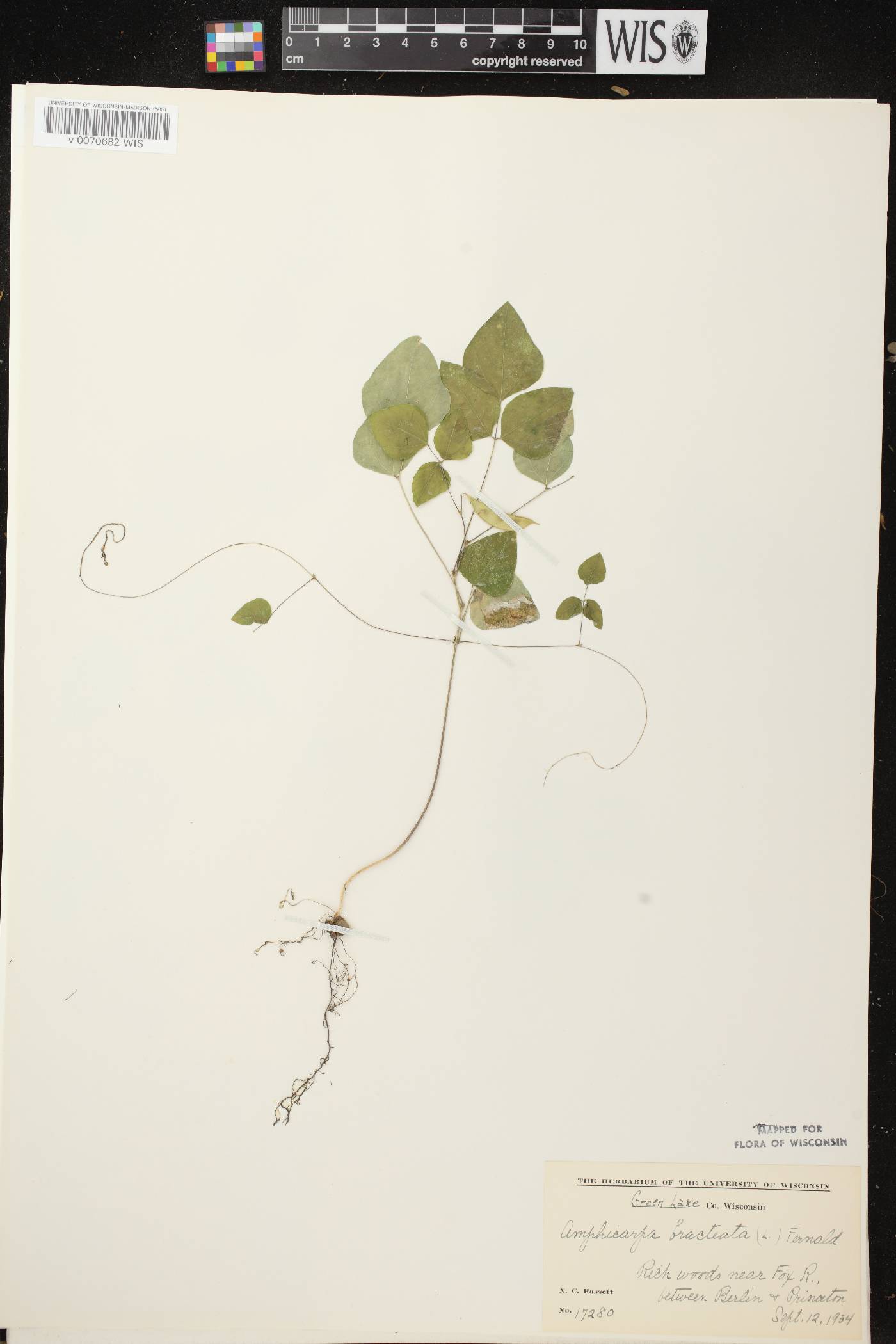 Amphicarpaea bracteata image