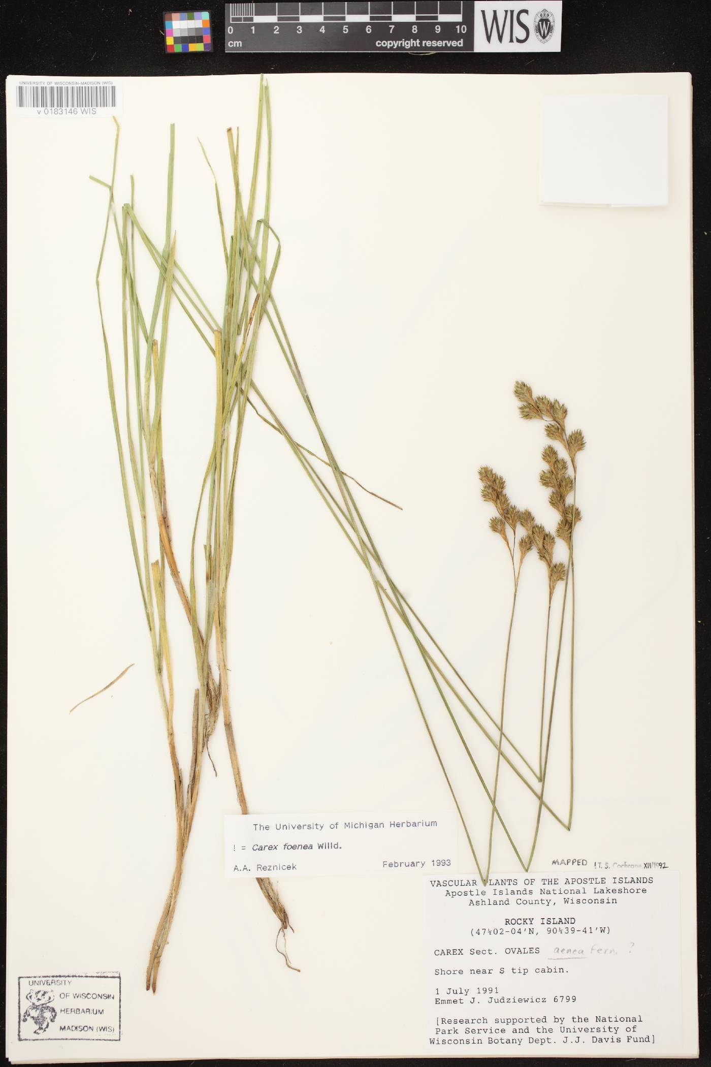 Carex foenea image