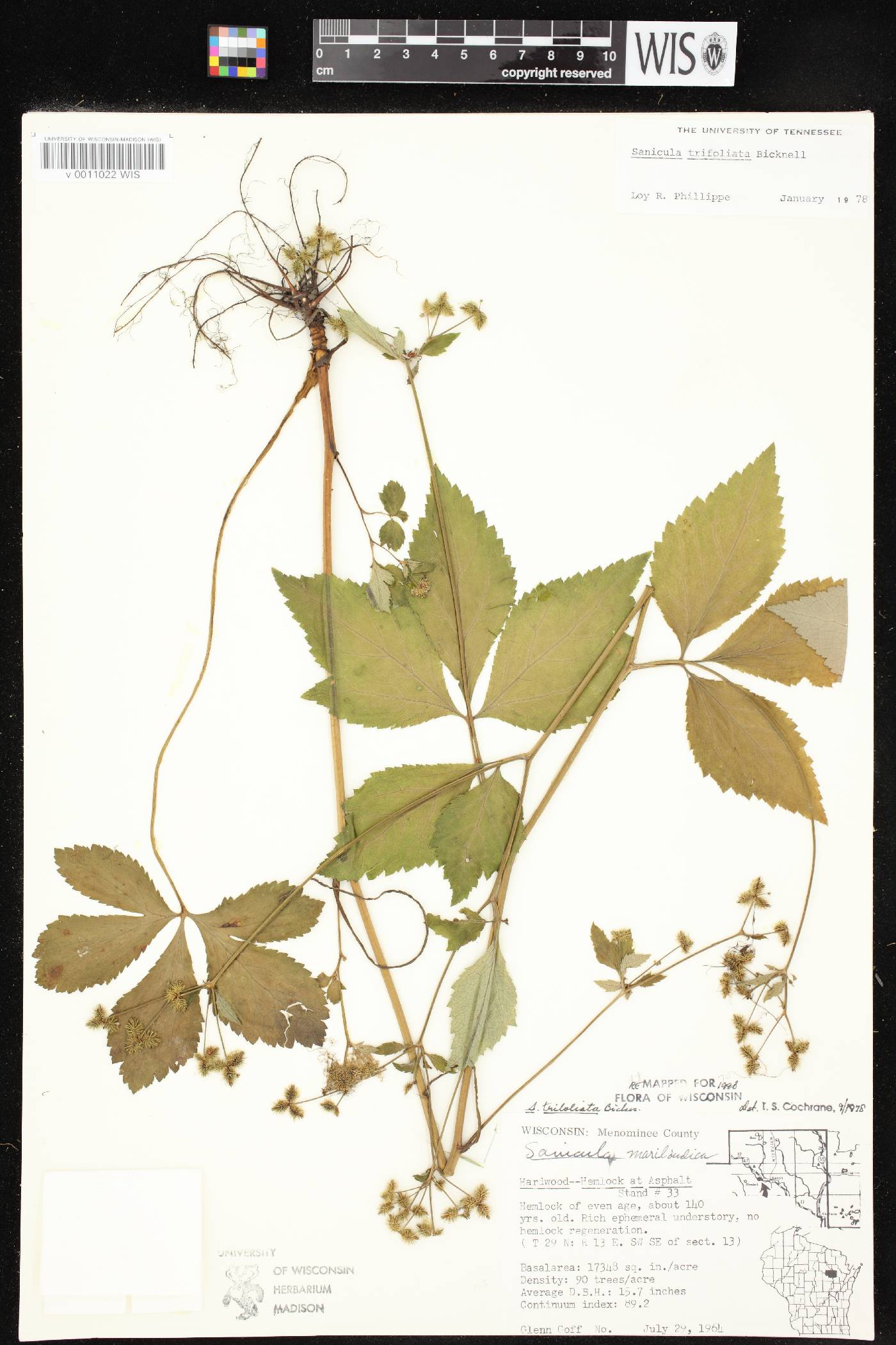 Sanicula trifoliata image