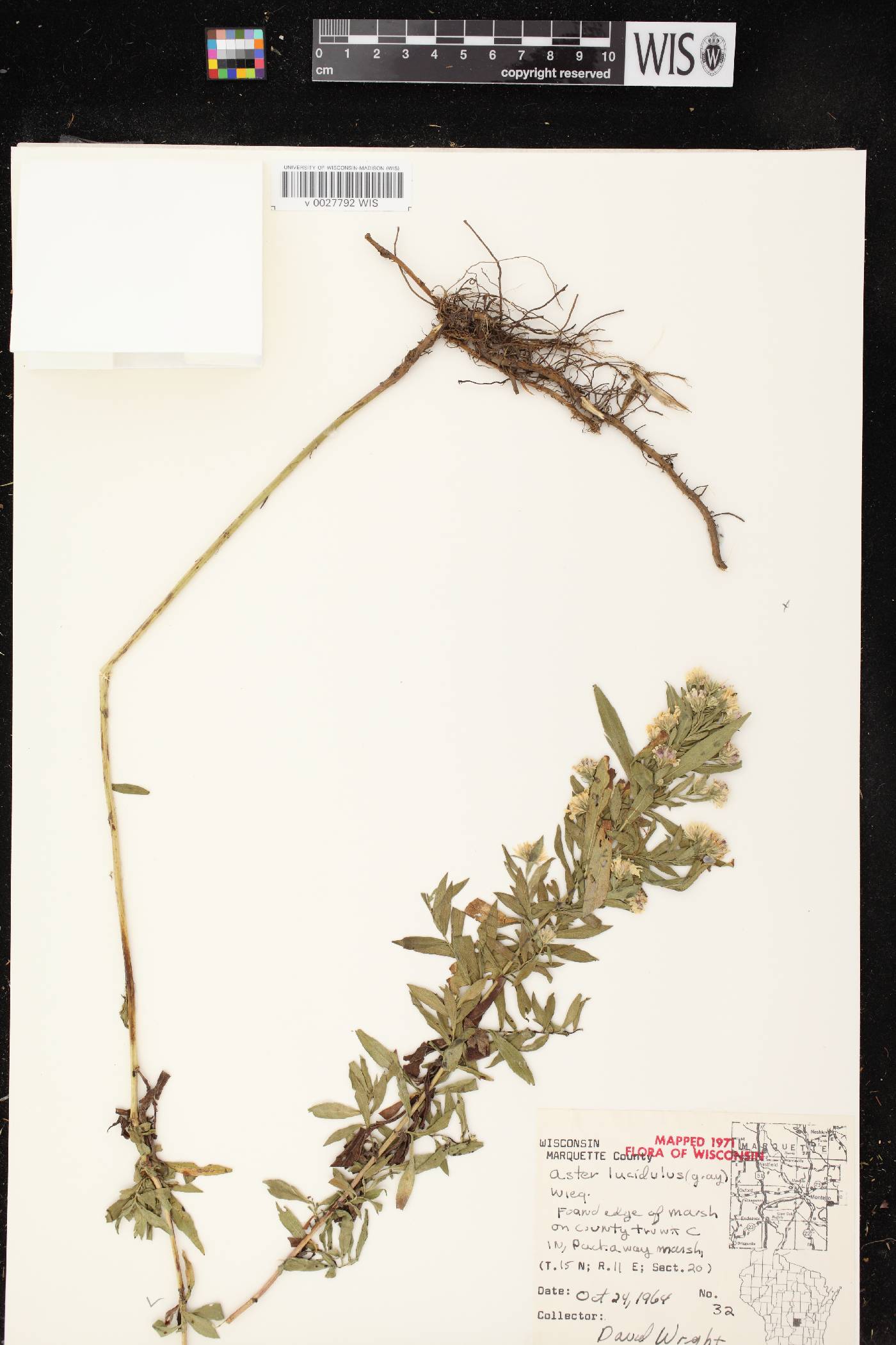 Symphyotrichum firmum image