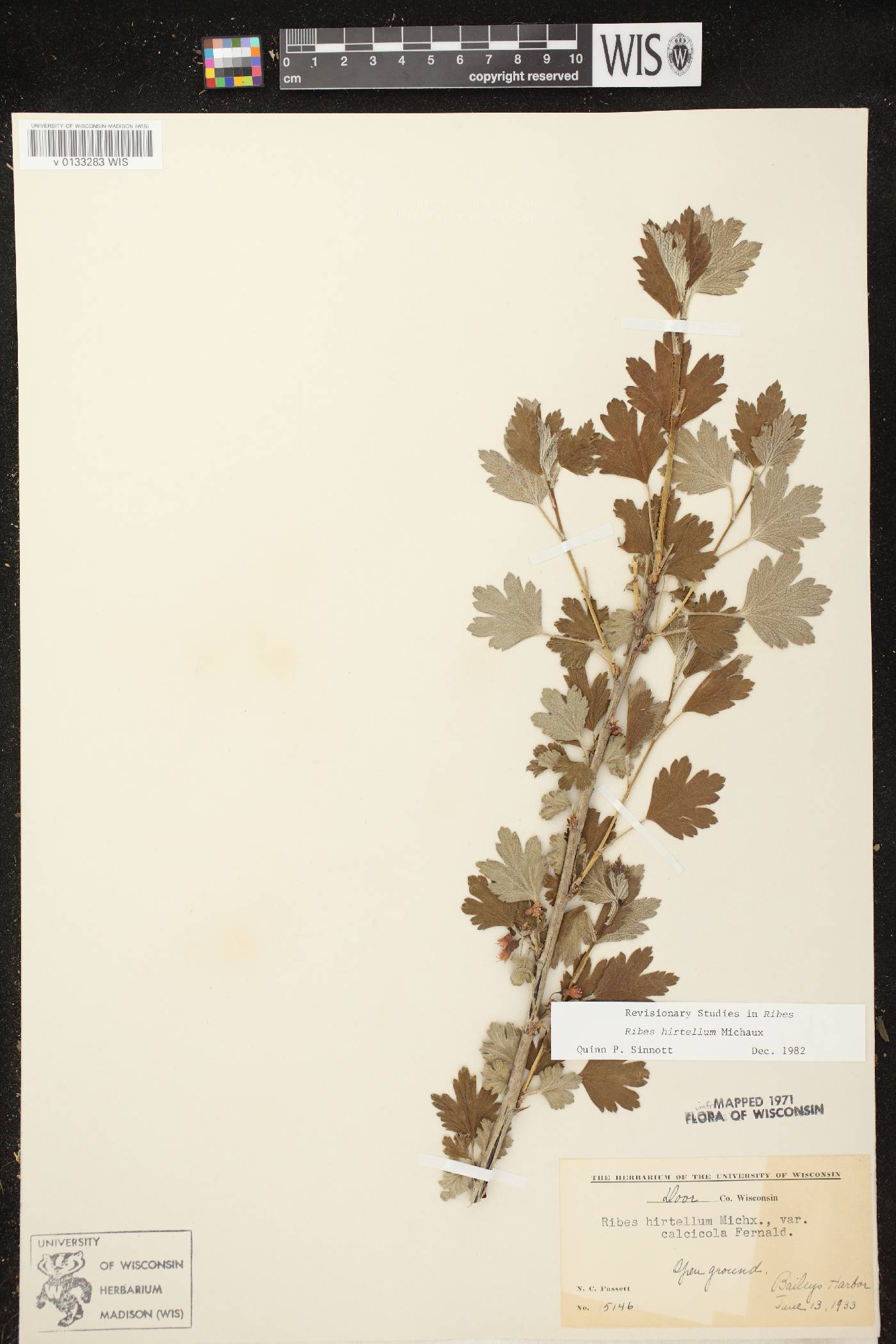 Ribes hirtellum image