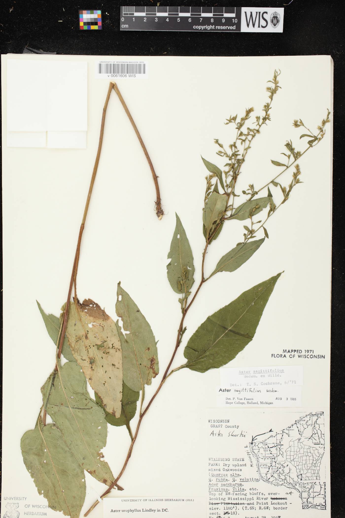 Symphyotrichum urophyllum image