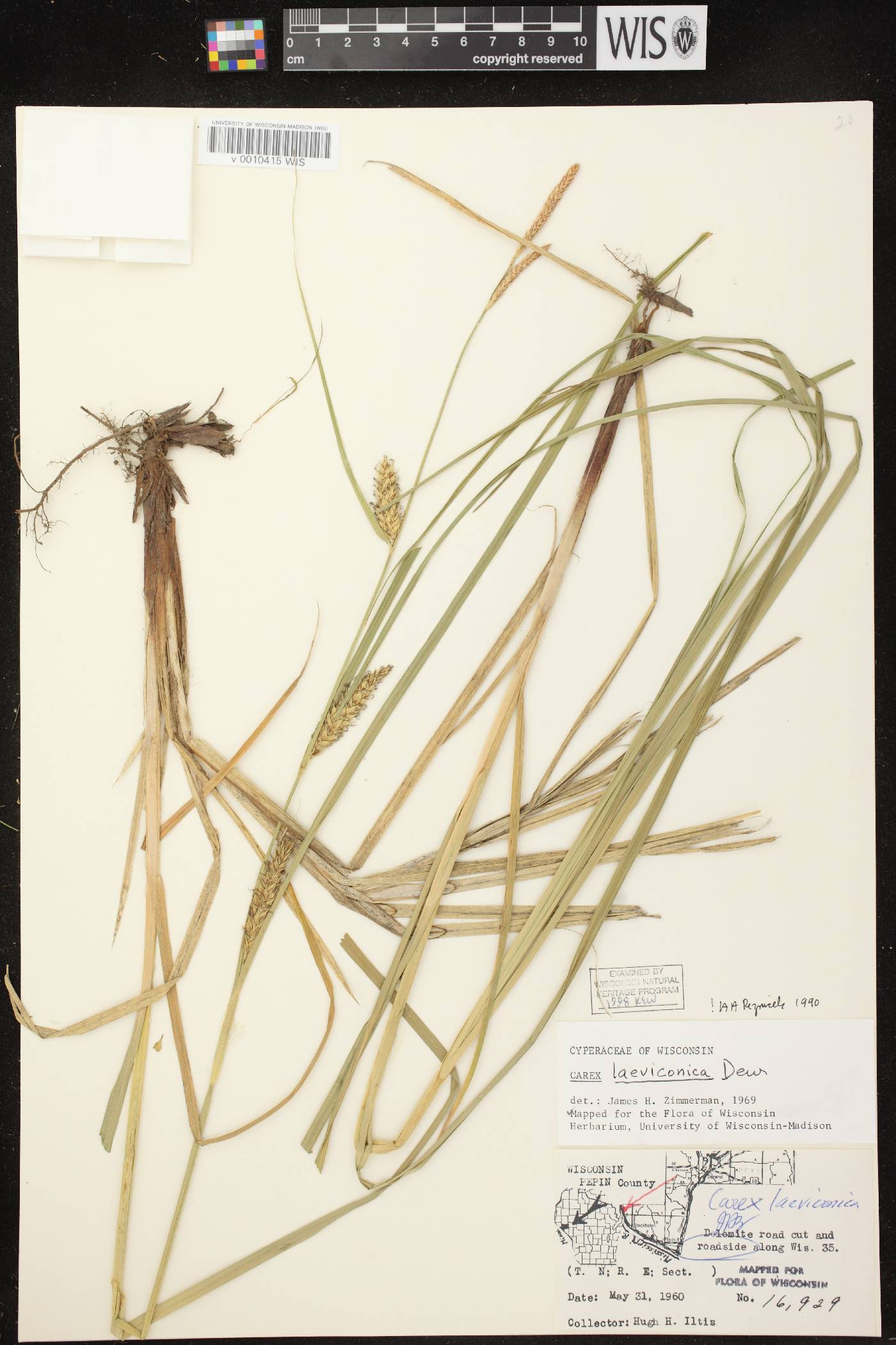 Carex laeviconica image