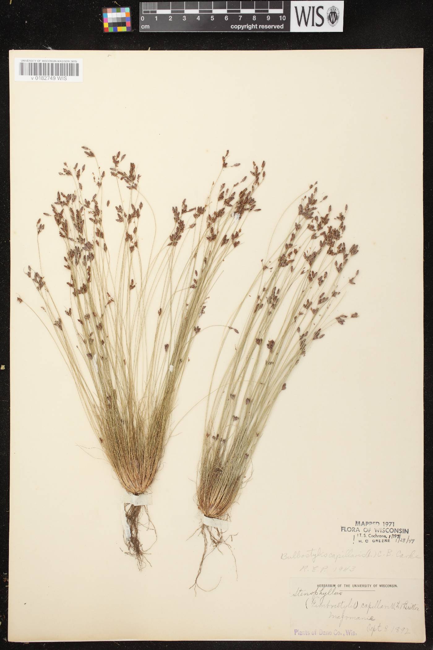 Bulbostylis capillaris image