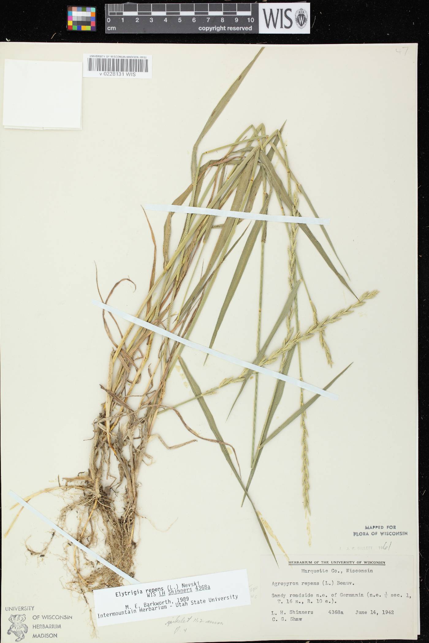 Elymus repens image
