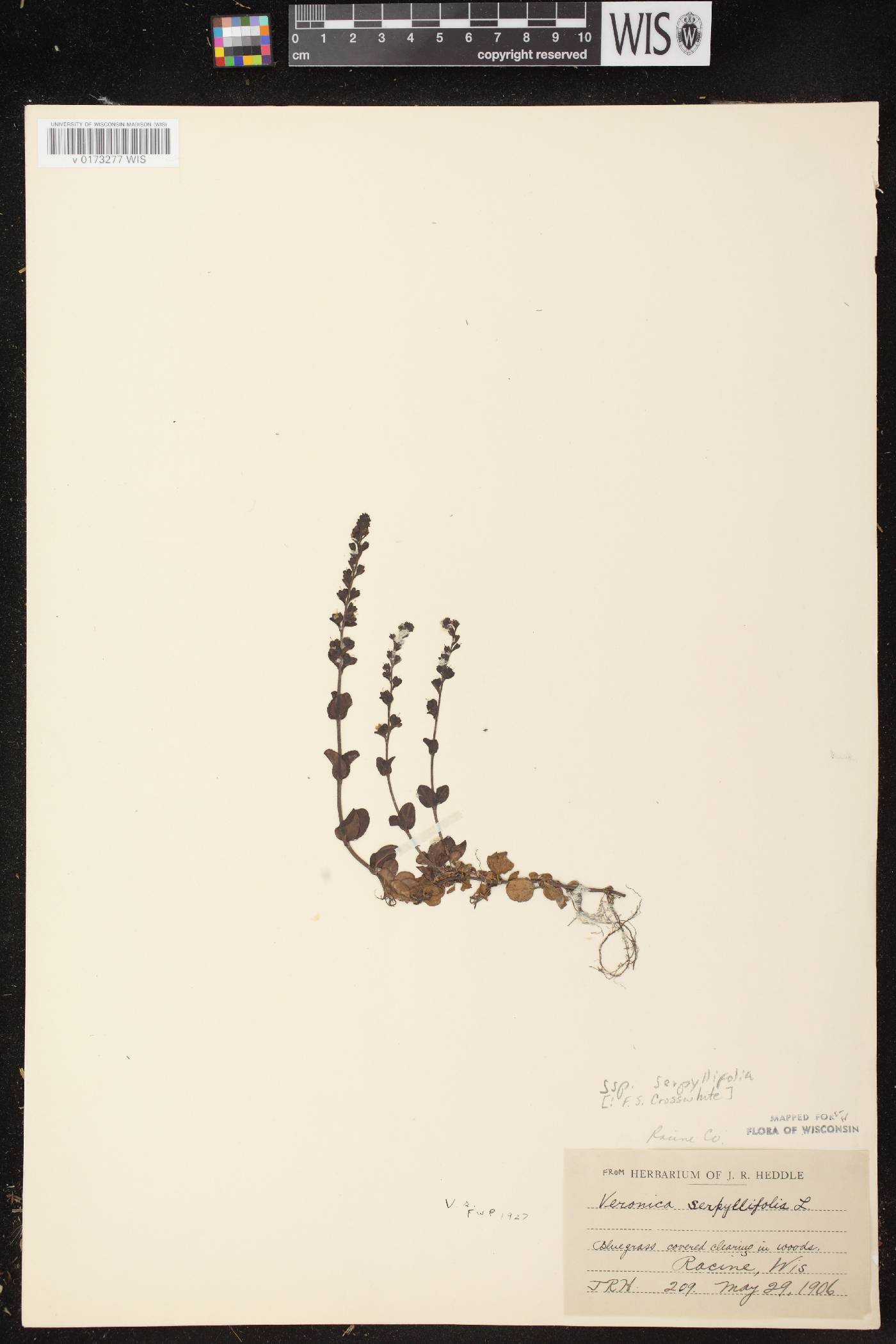 Veronica serpyllifolia subsp. serpyllifolia image