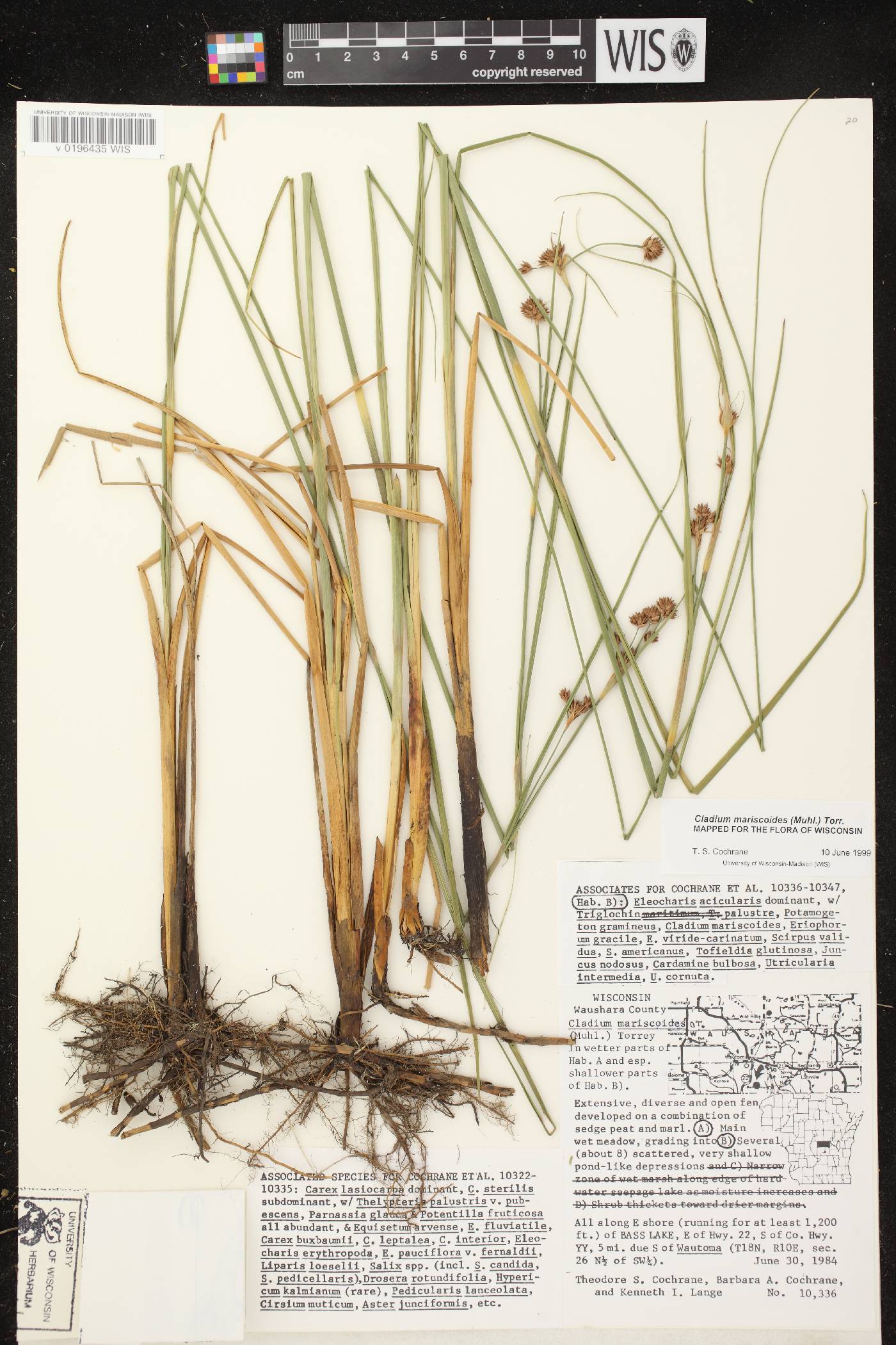 Cladium mariscoides image